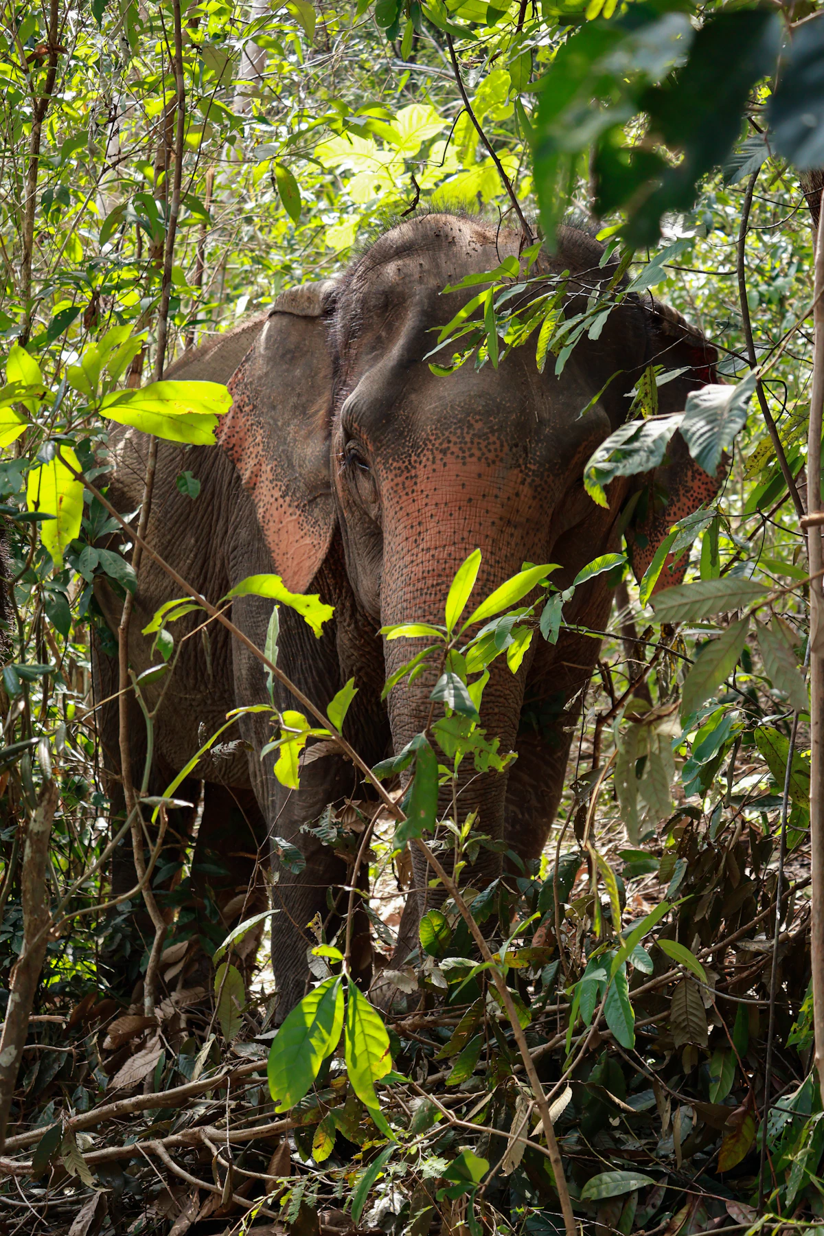 Understanding Elephant Tourism in Thailand