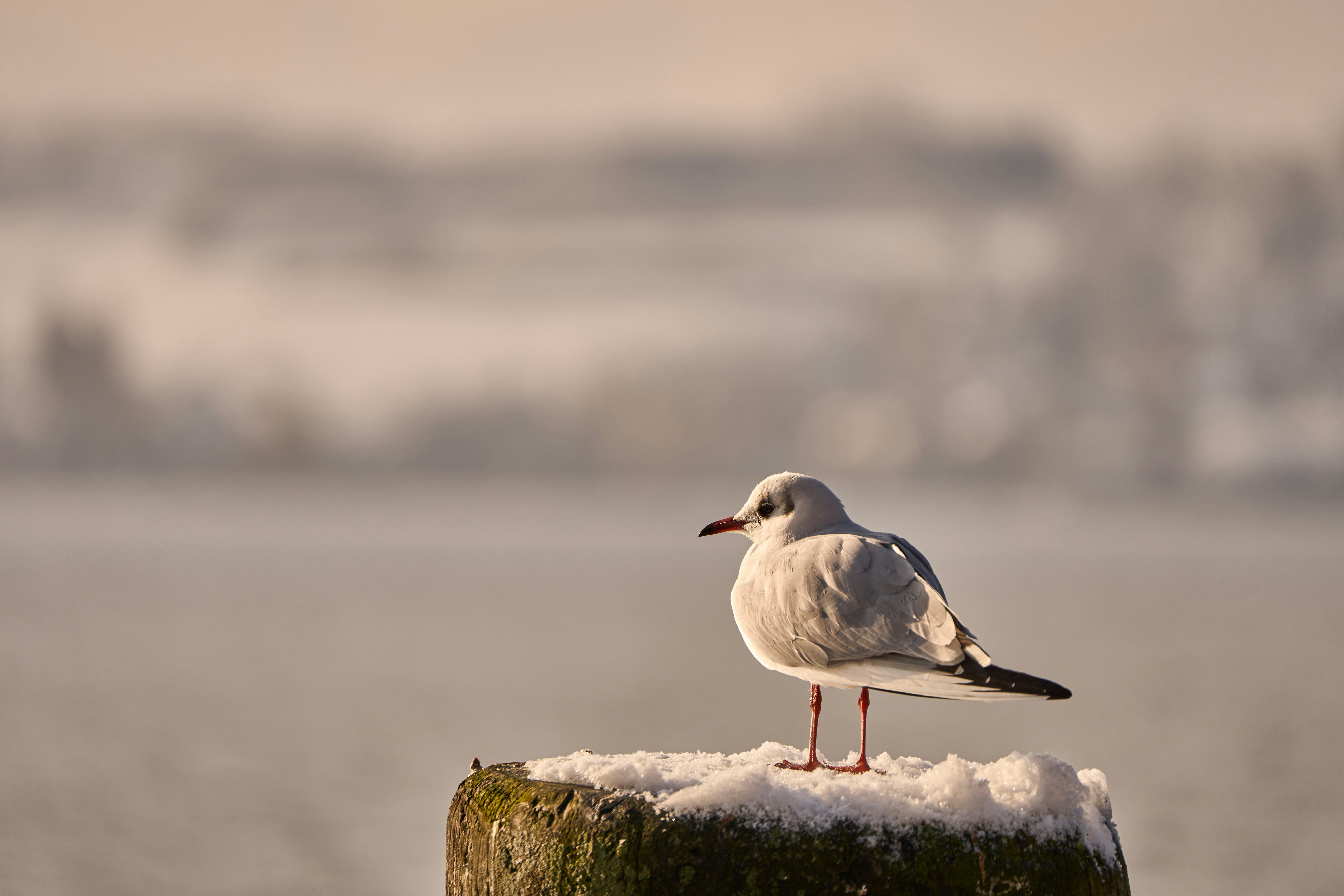 Photo by wolfgang_hasselmann