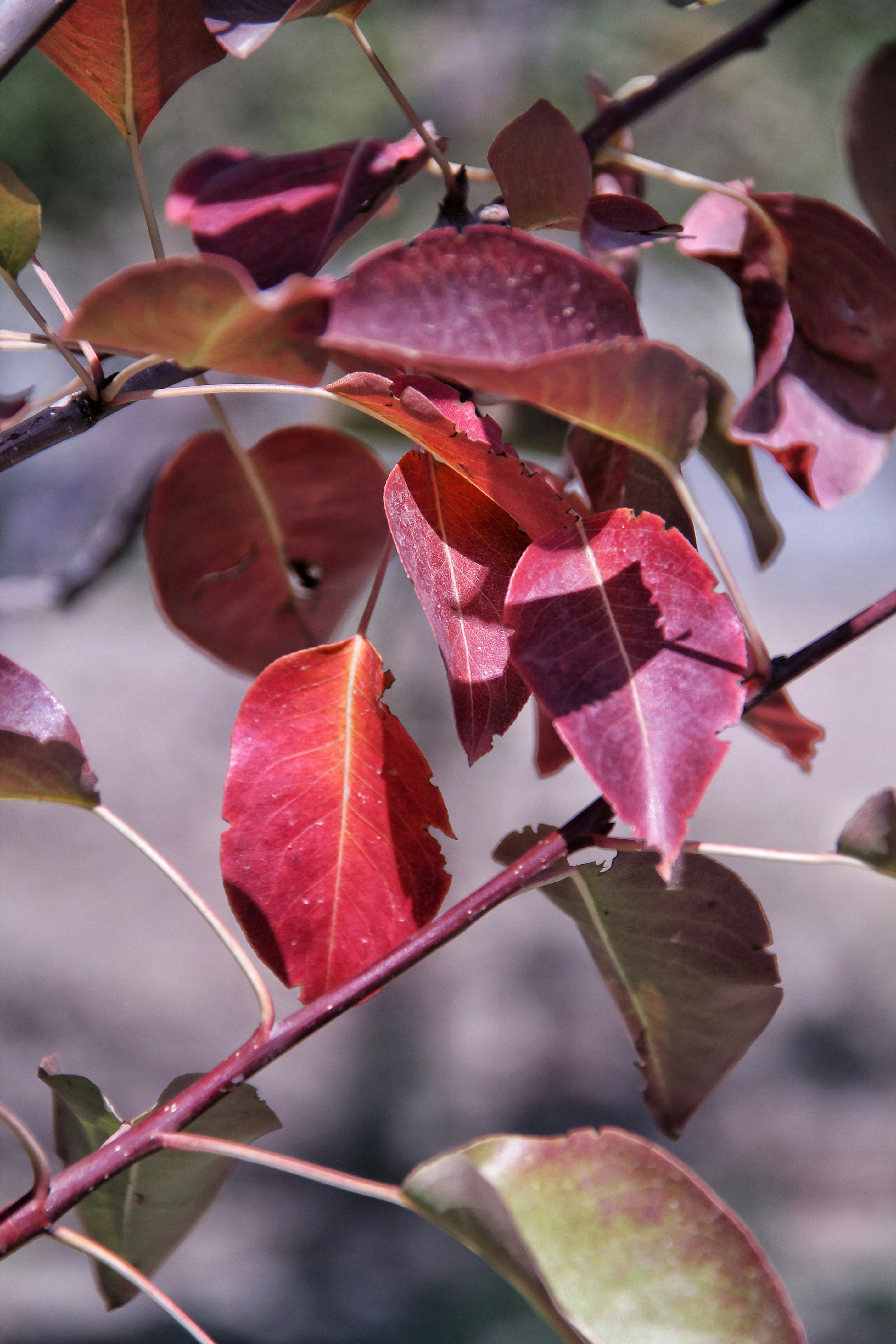 Photo by saharkhosrogorji