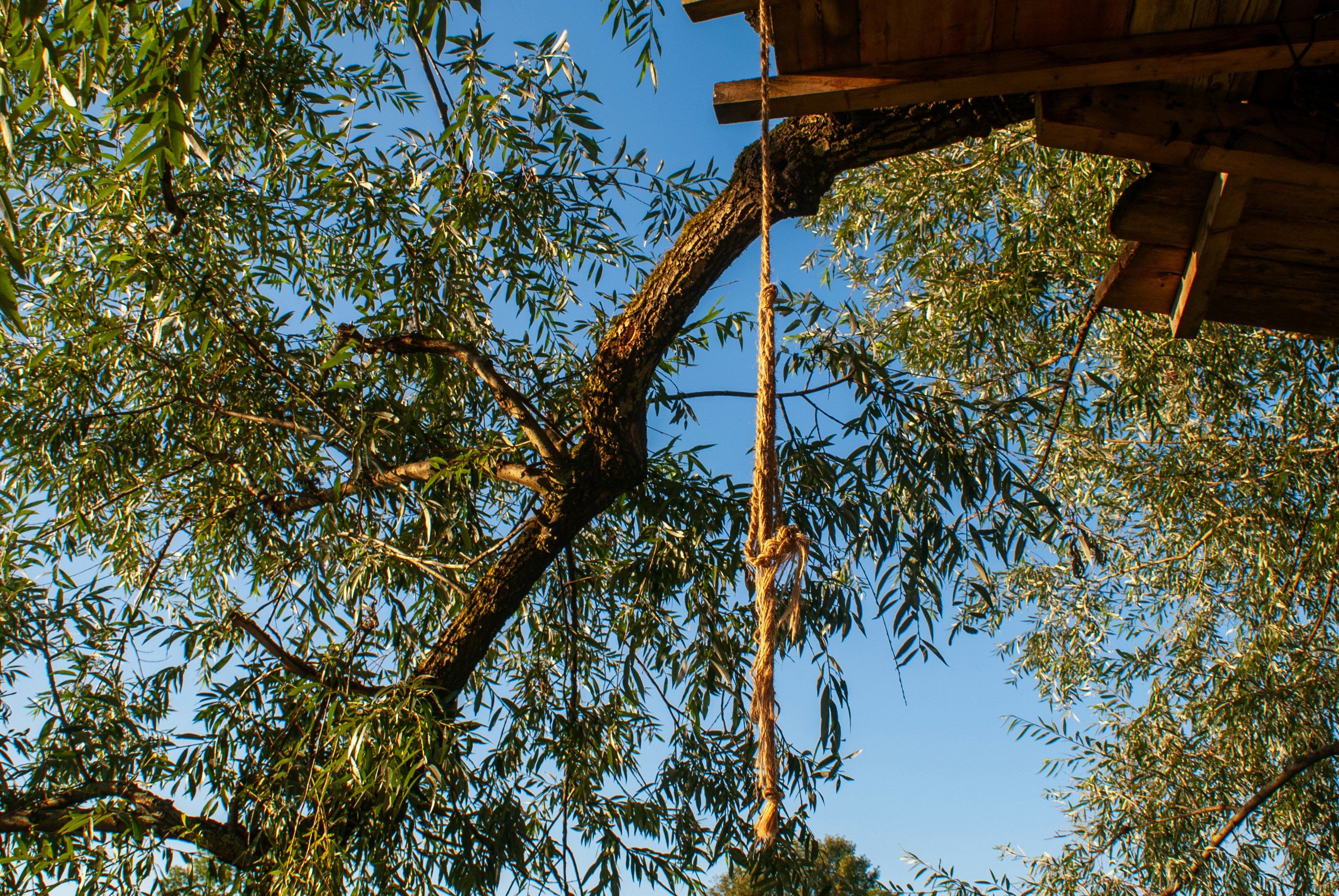 Overhanging tree branches near a roof