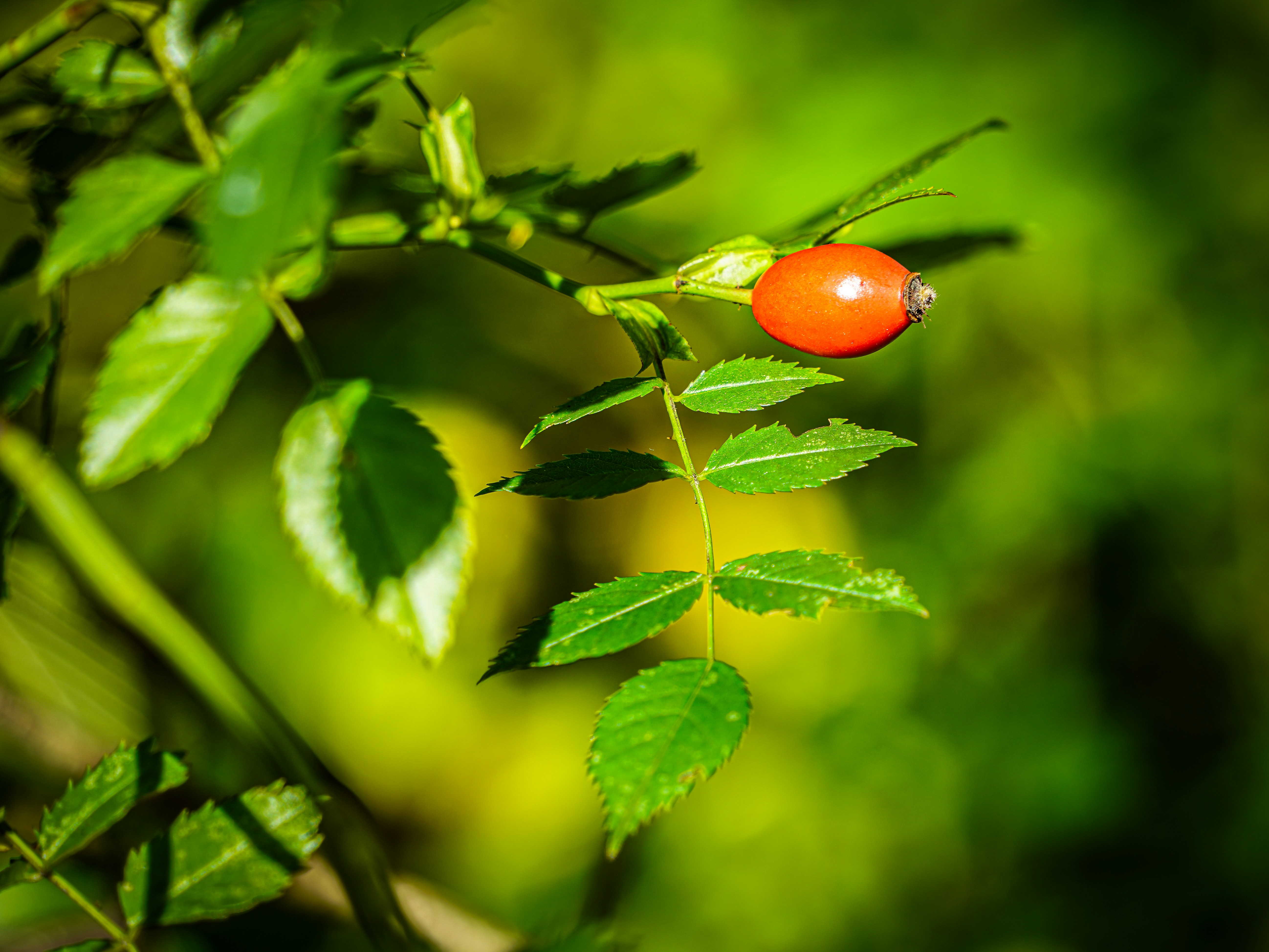 Schubkarre mit Harke im Garten