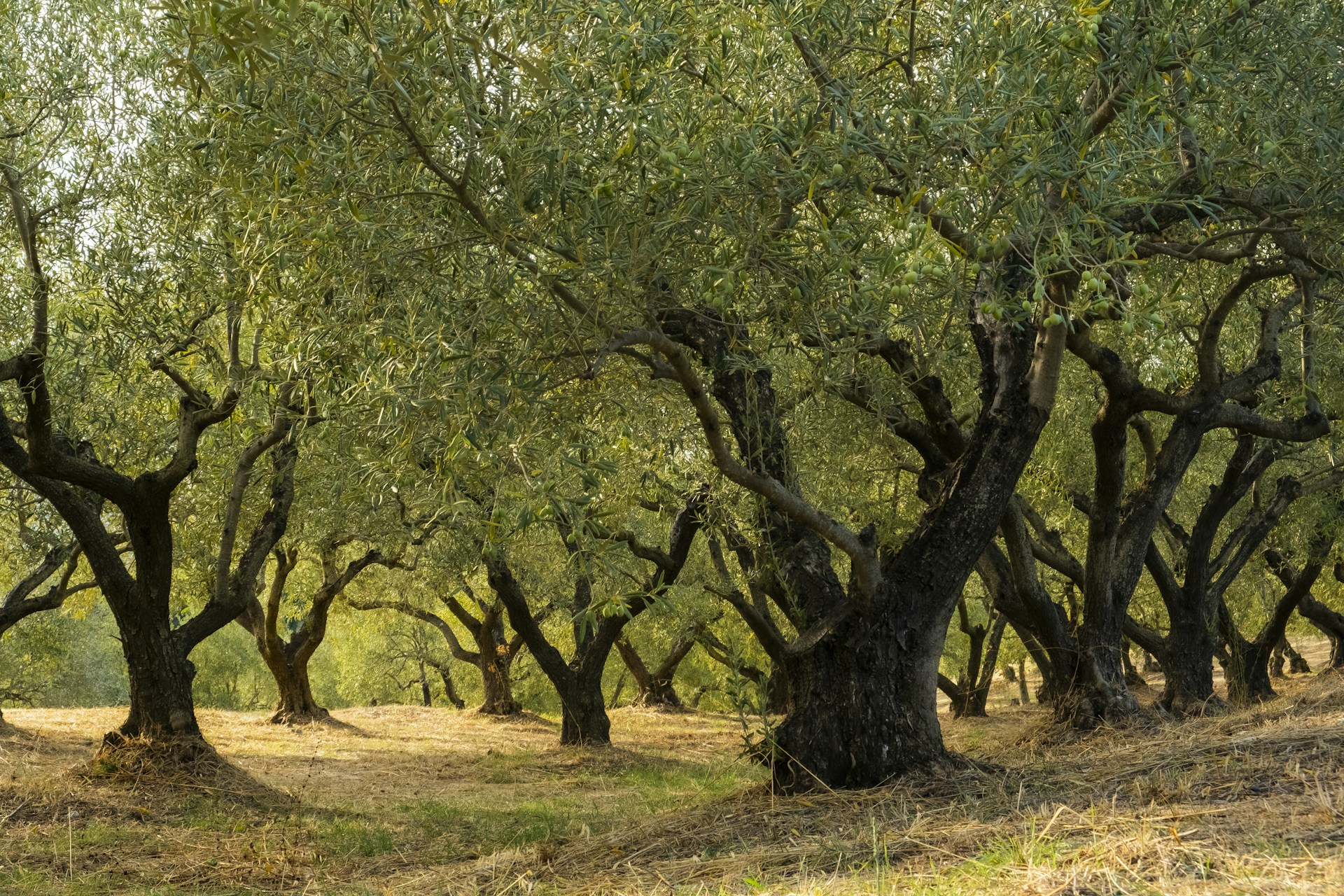 A group of trees that are in the grass