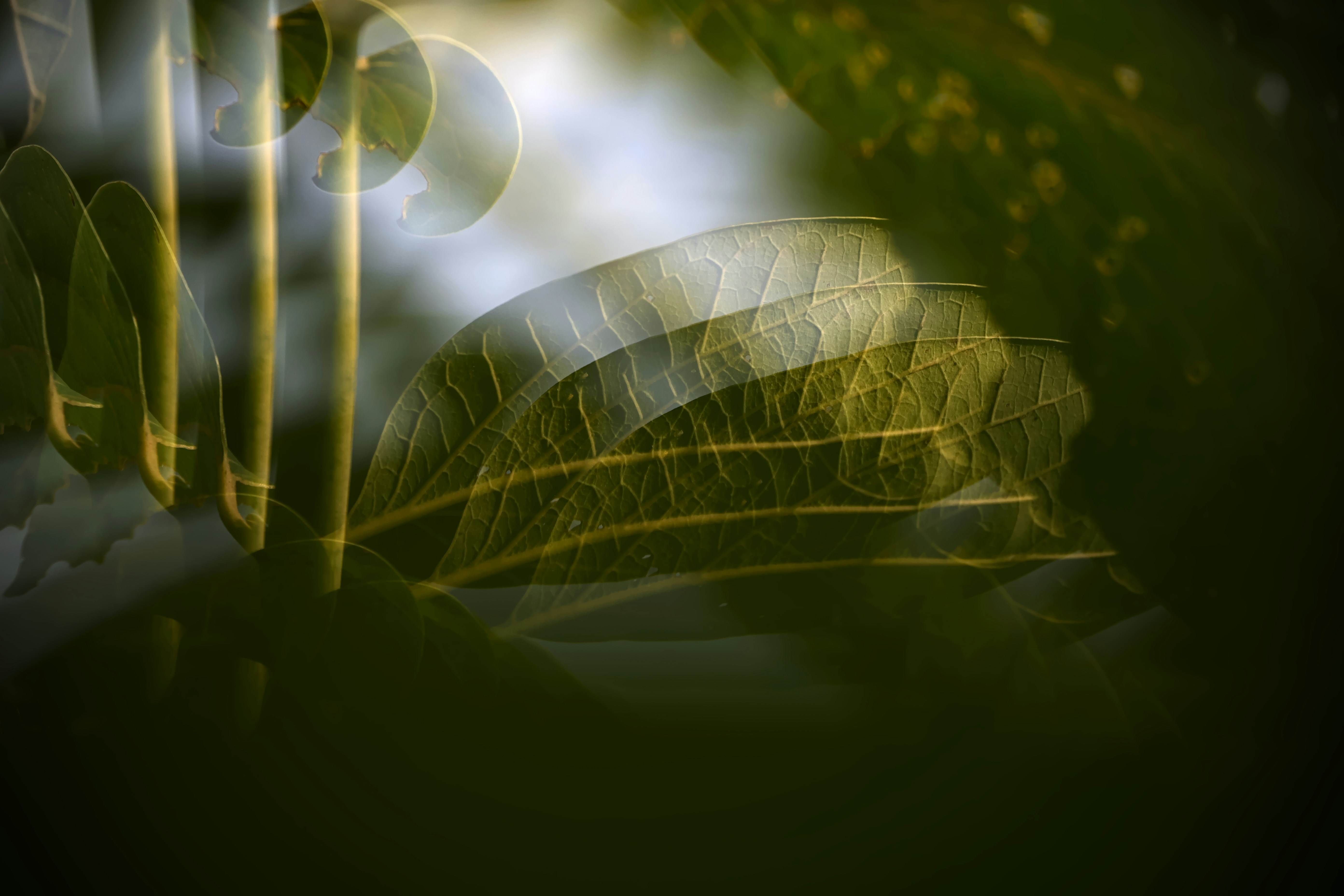 Multiple domains on single writefreely self-hosted instance