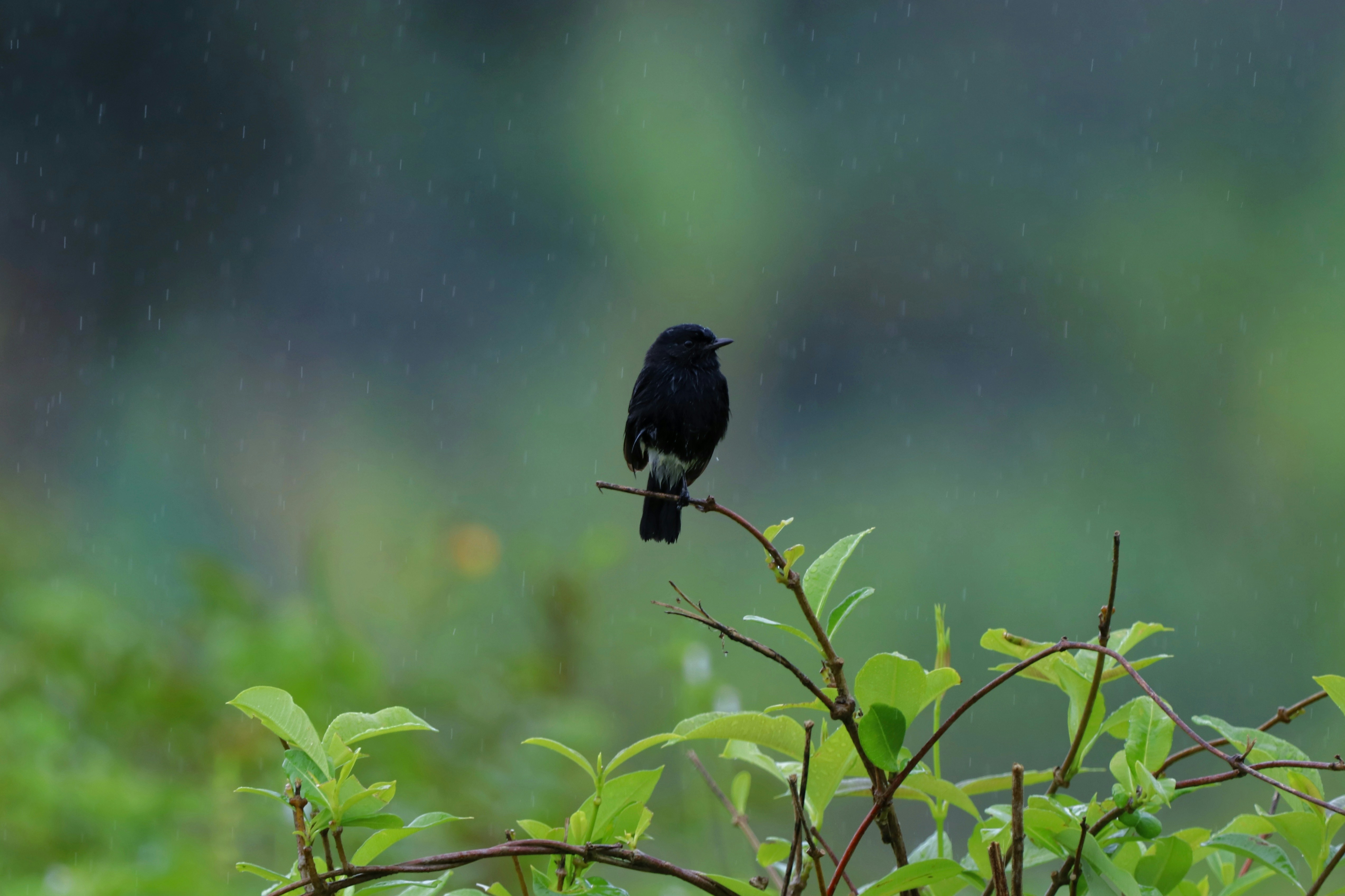 Photo by saiteja_varma