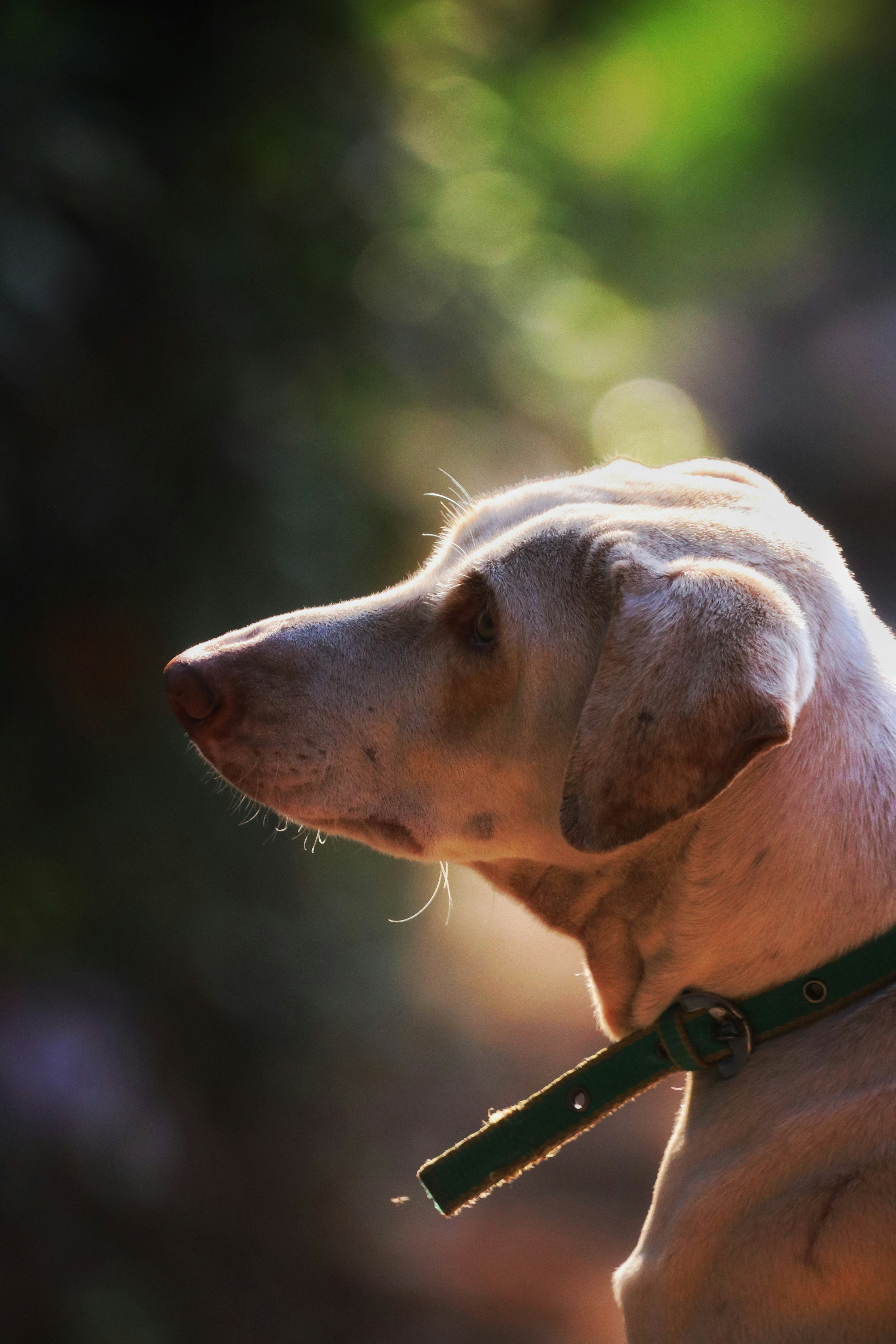 Photo by saiteja_varma