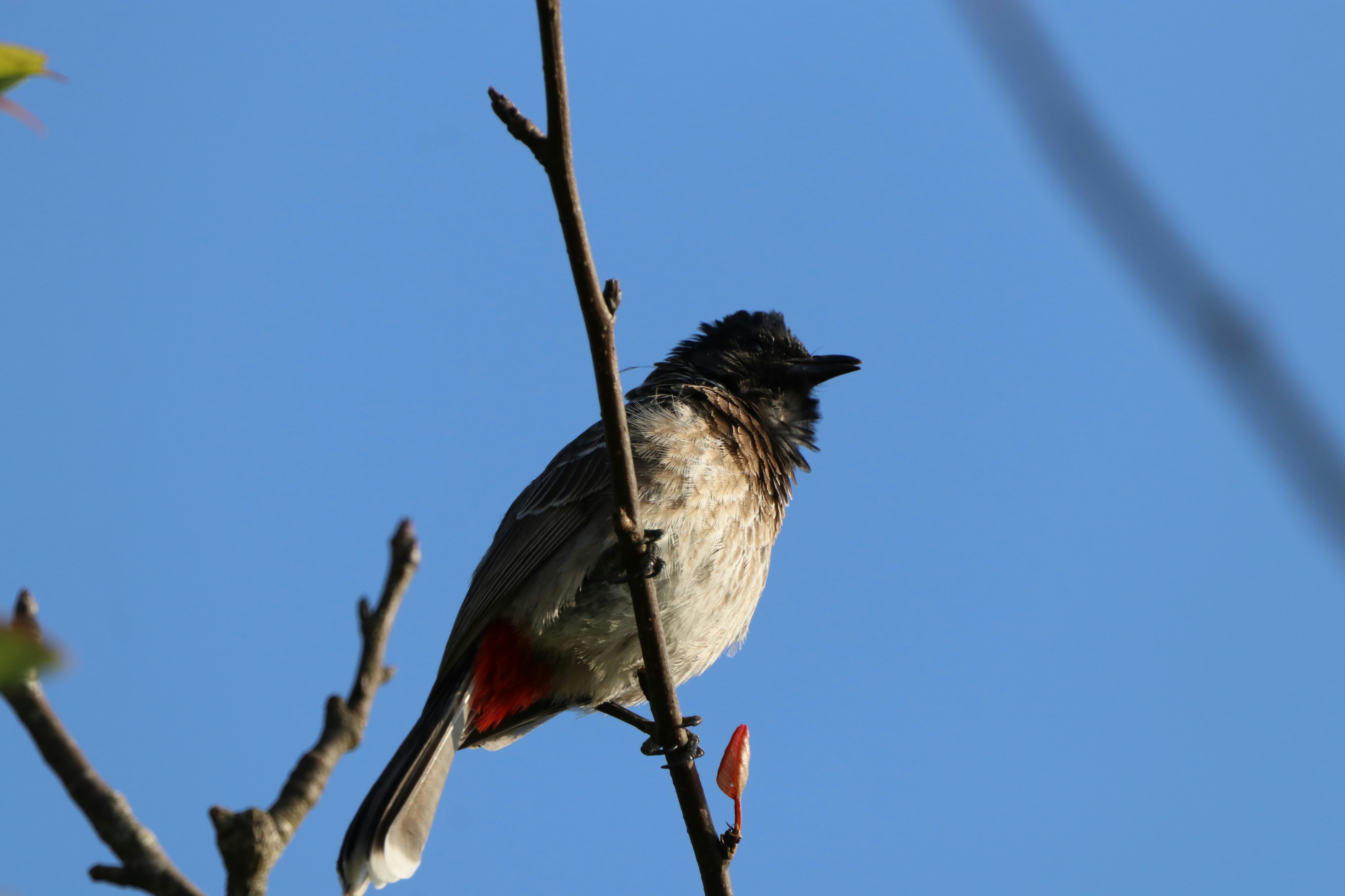 Photo by saiteja_varma