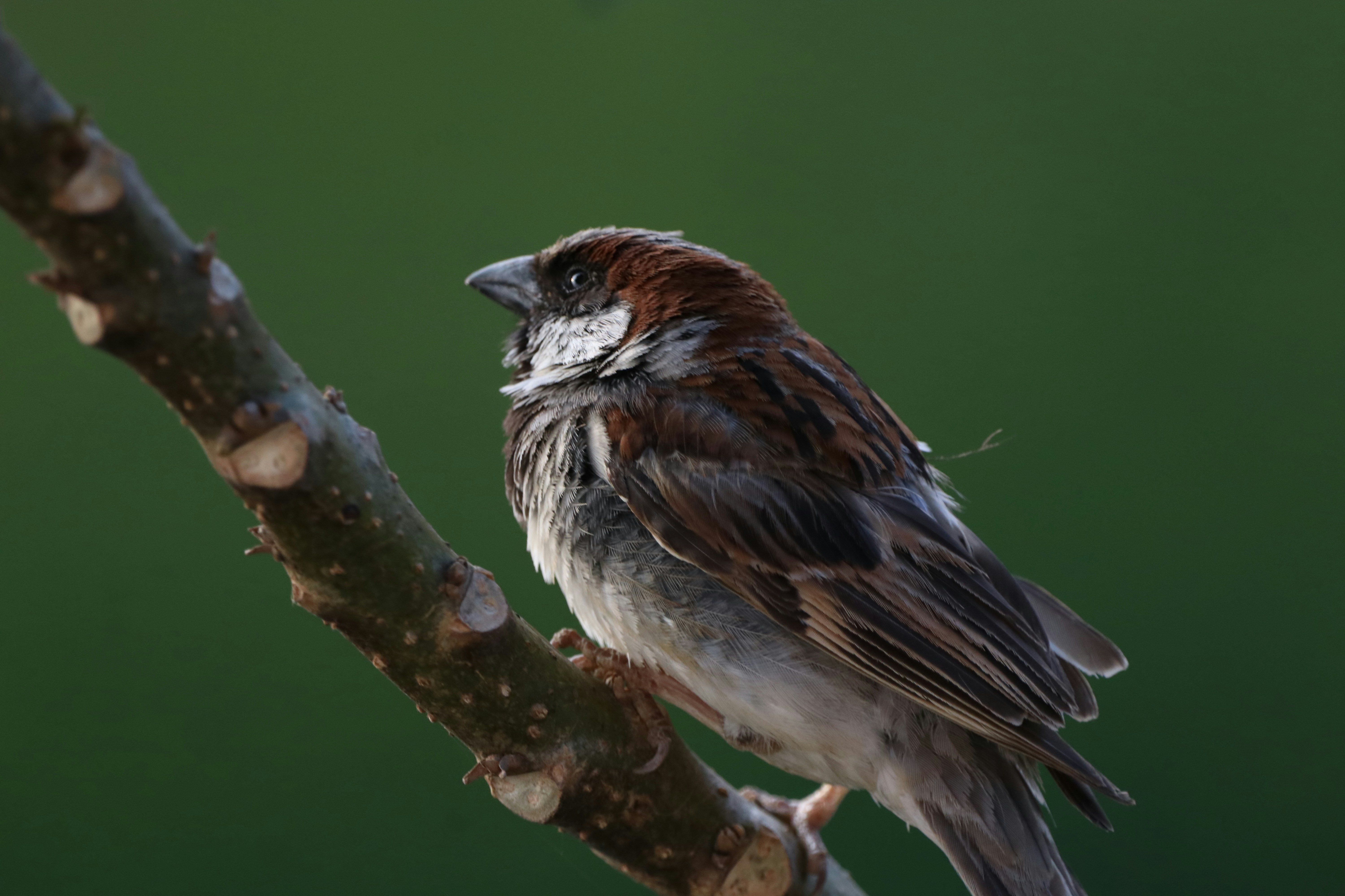 Photo by saiteja_varma