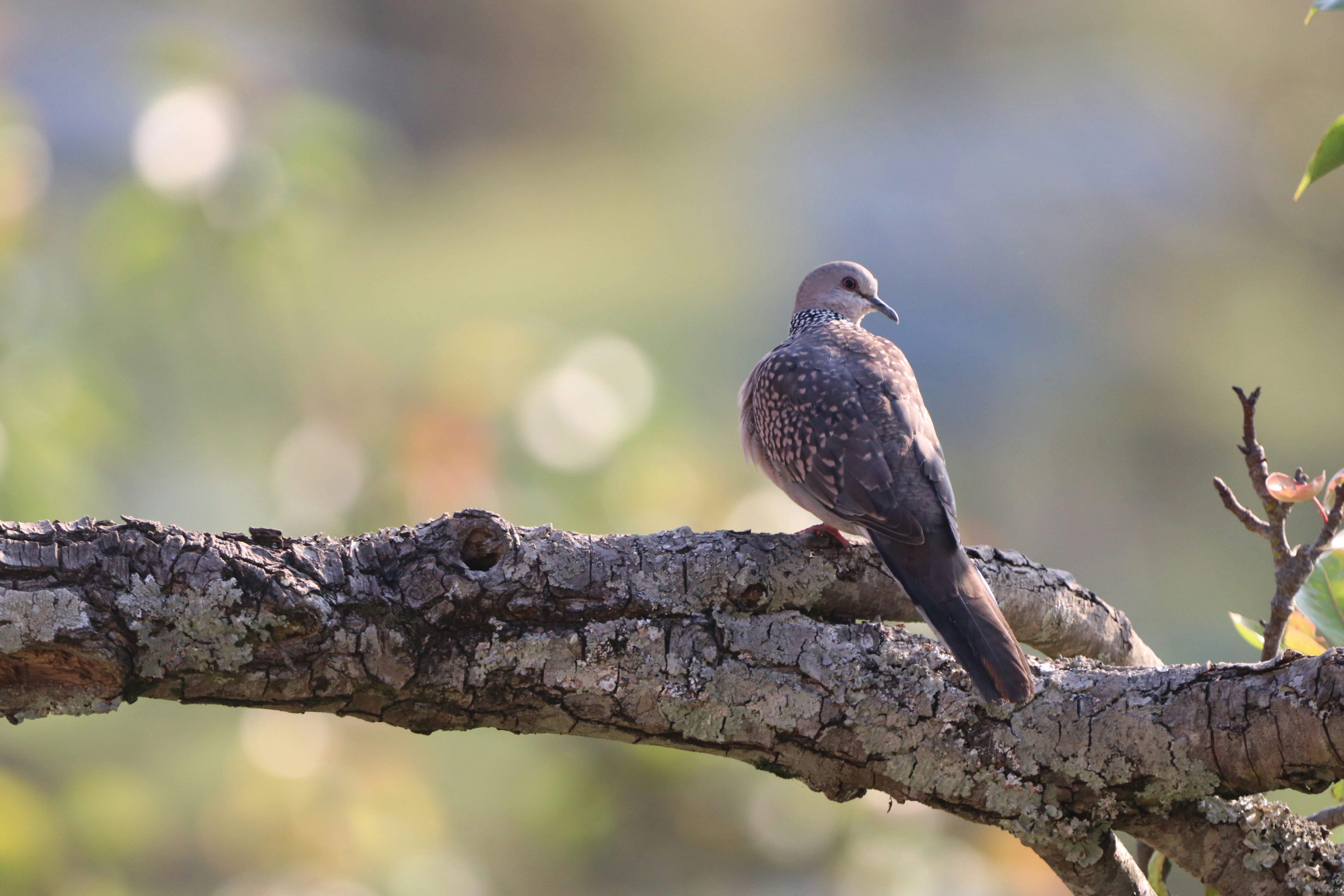 Photo by saiteja_varma