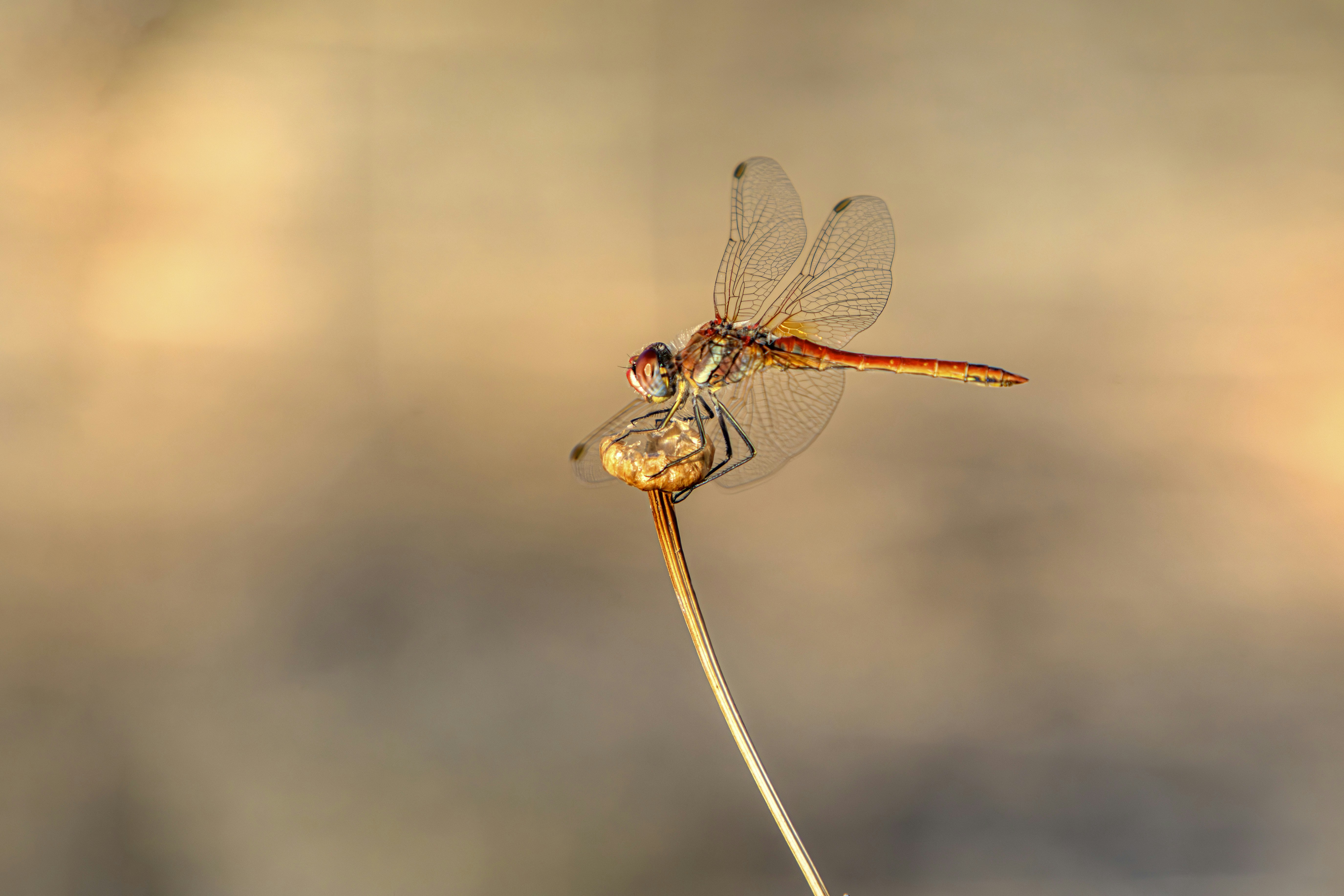 Photo by erik_karits