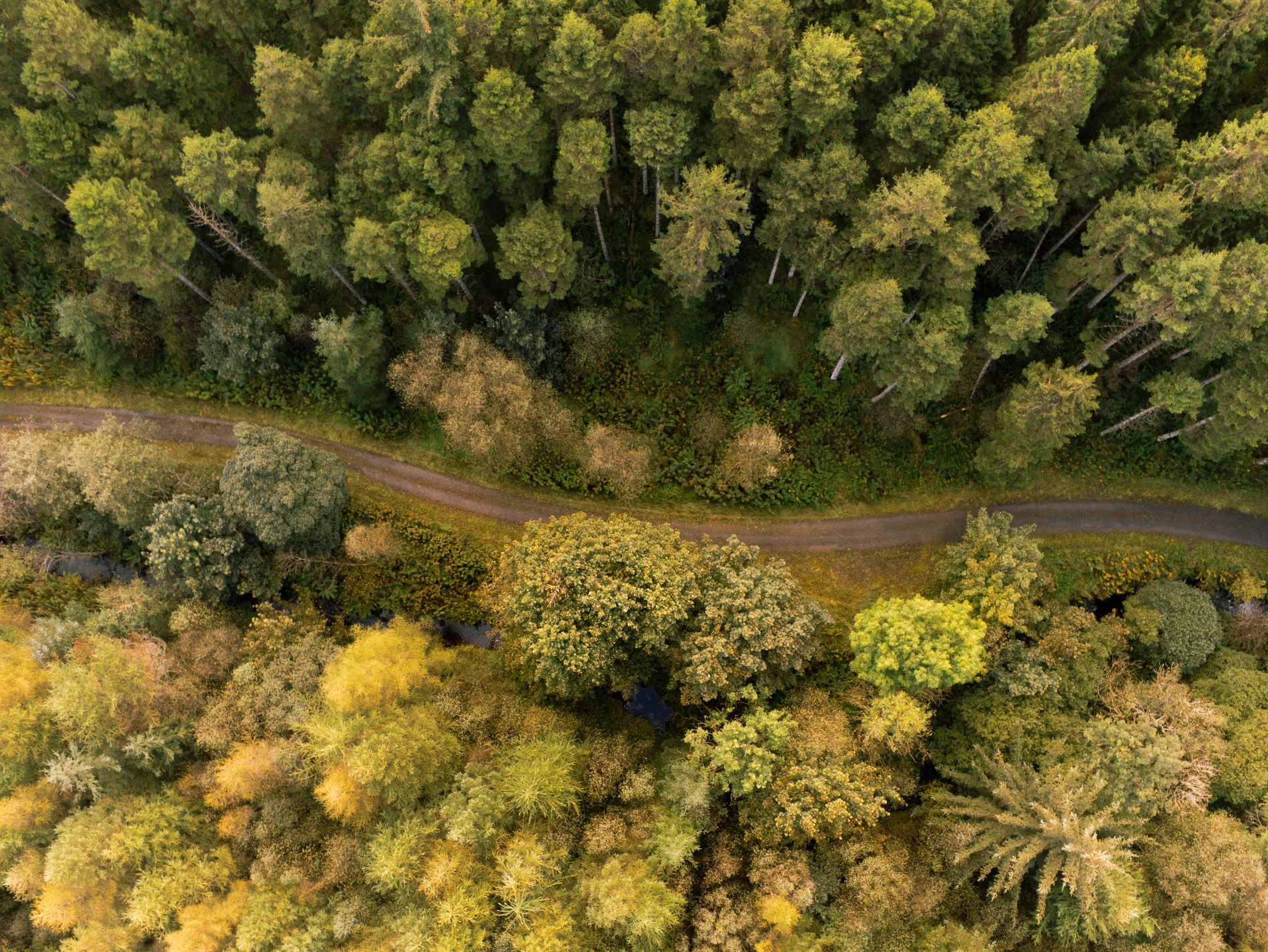 Aerial view of a winding path through dense forest, leading toward the studio