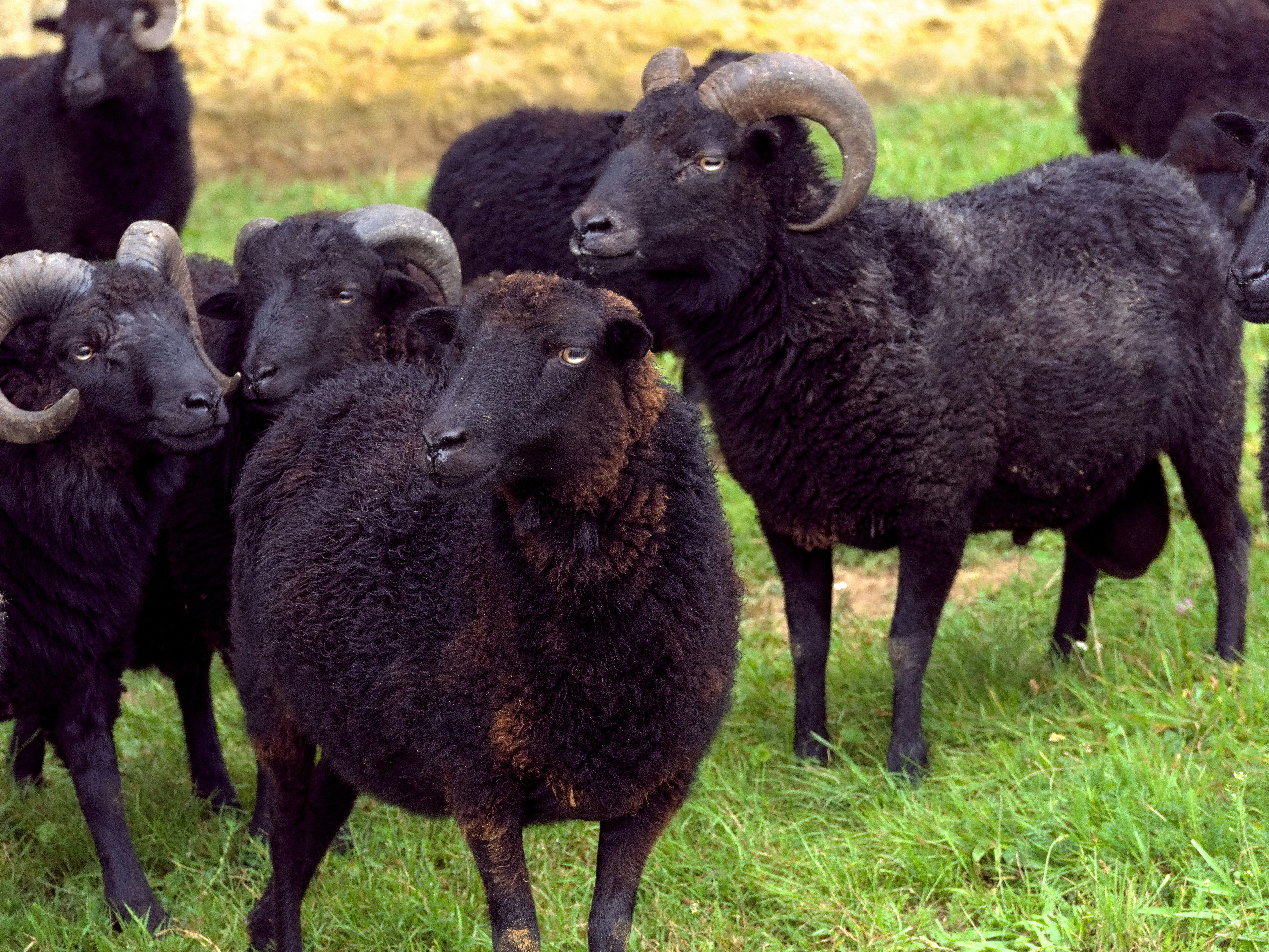 A herd of black sheep standing on top of a lush green field