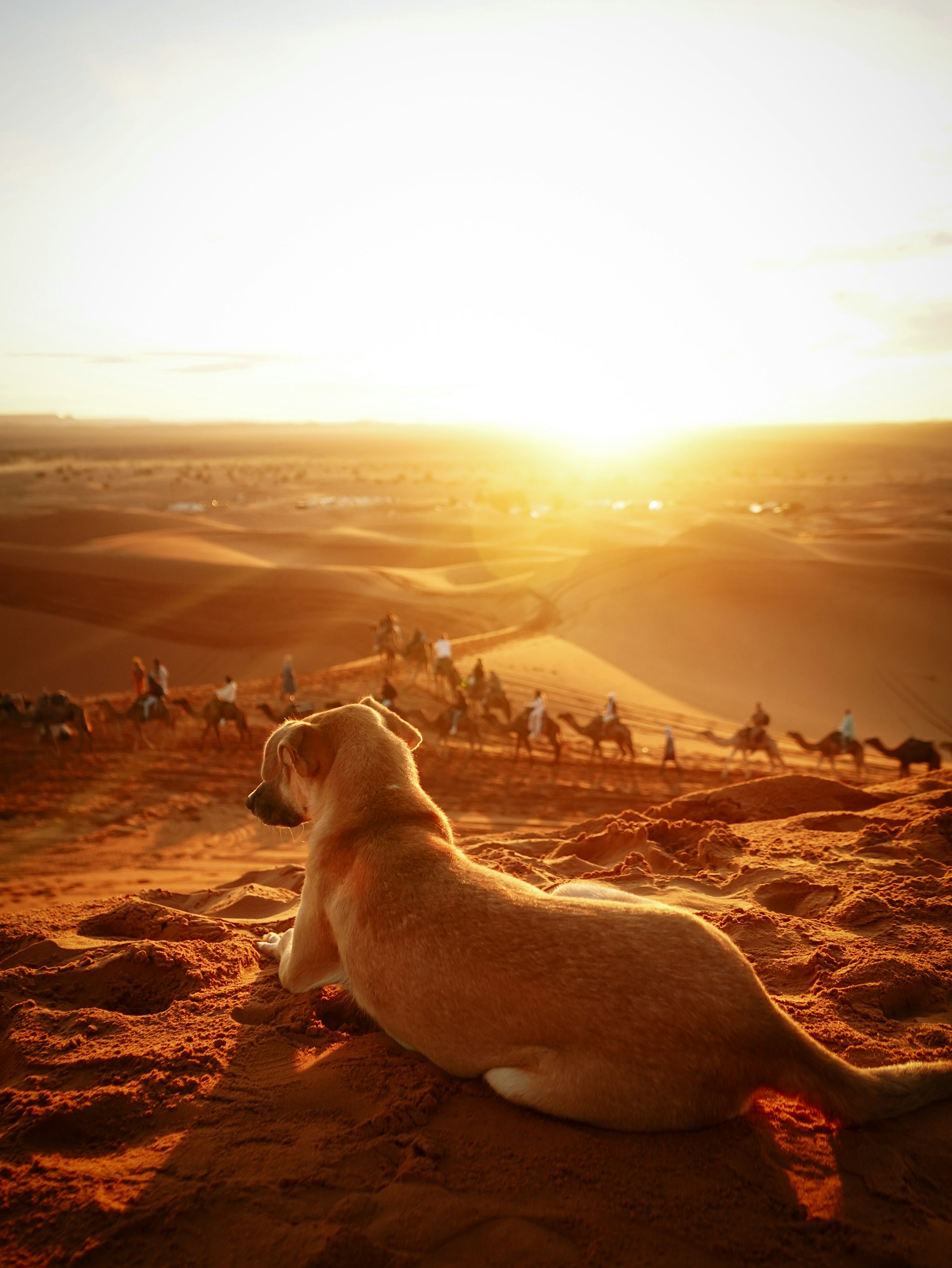 A dog is sitting on a rock in the desert
