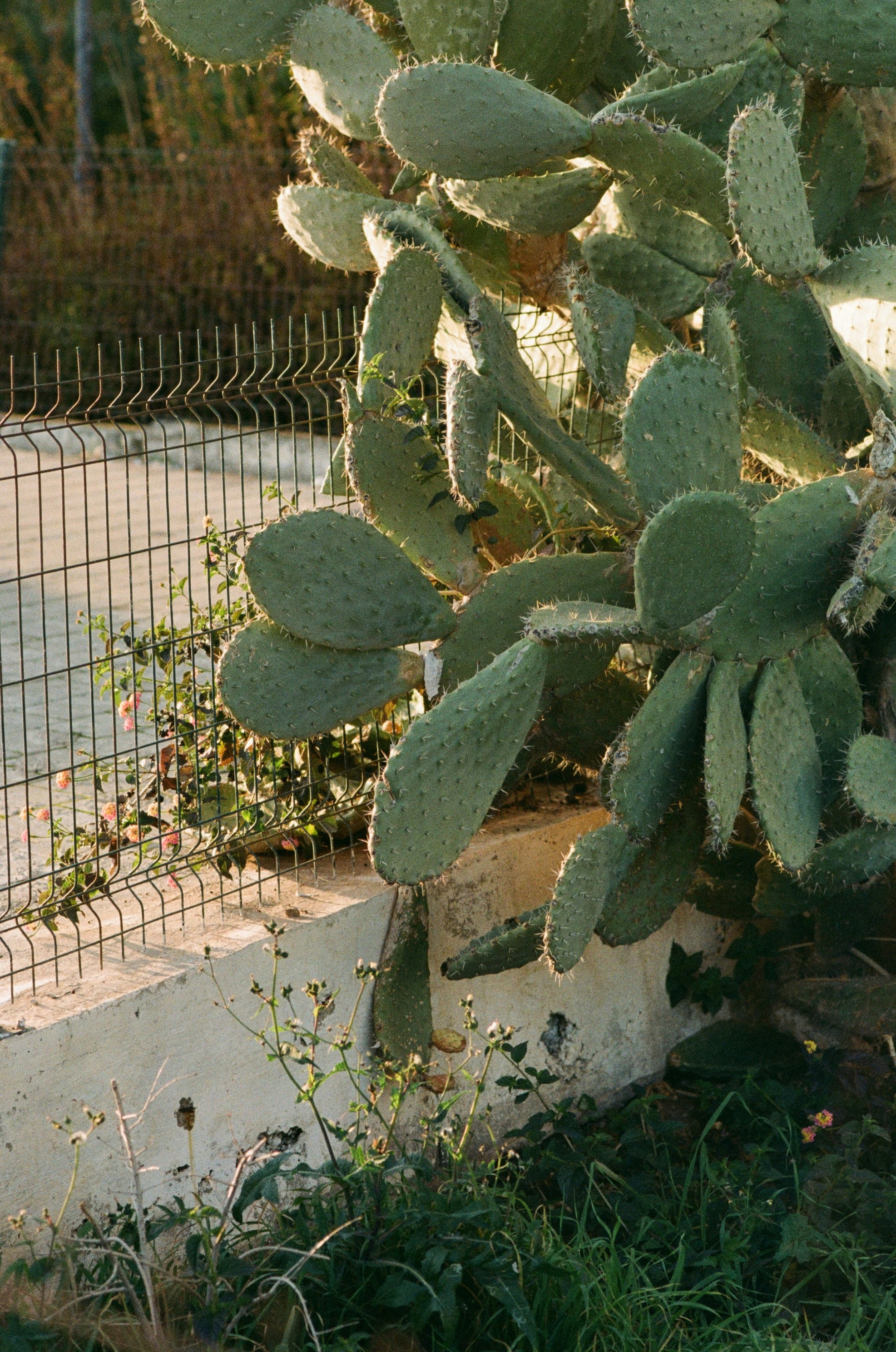 A cactus in a pot next to a fence