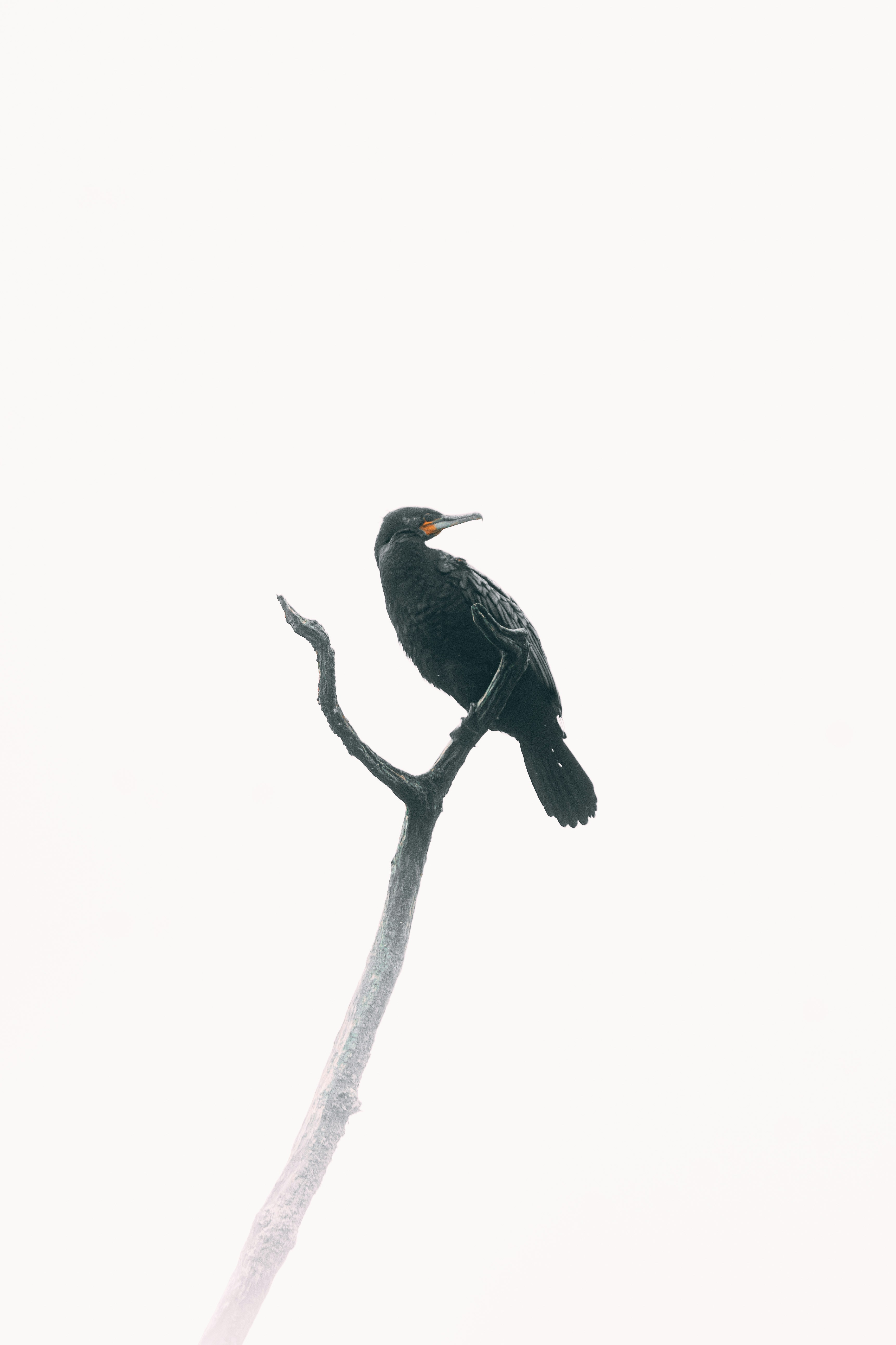 A black bird sitting on top of a tree branch