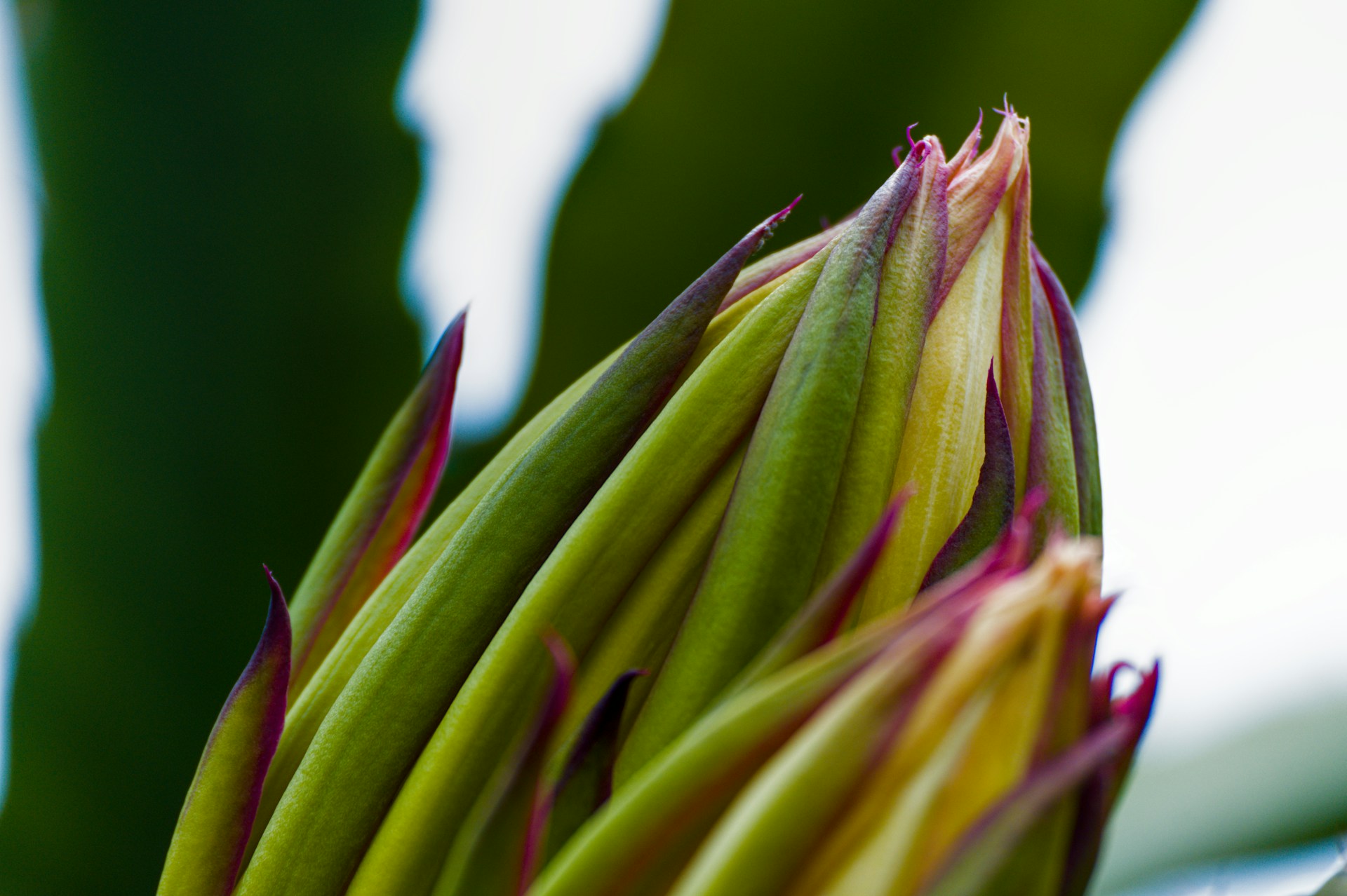 A close up of a flower bud on a plant