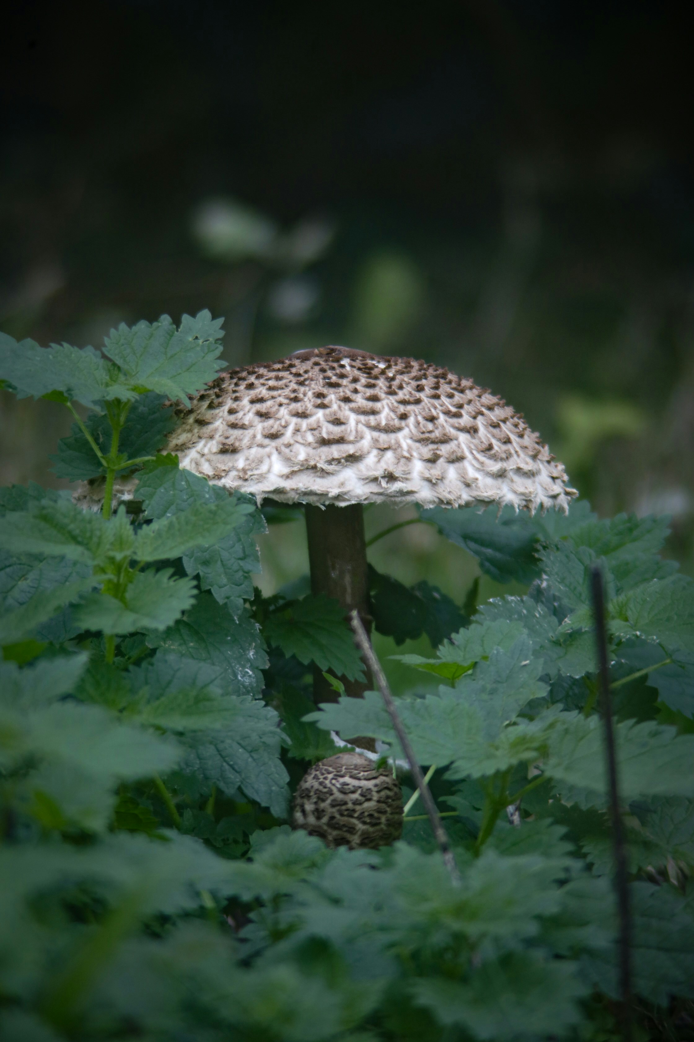 Photo by thomas_de_fretes