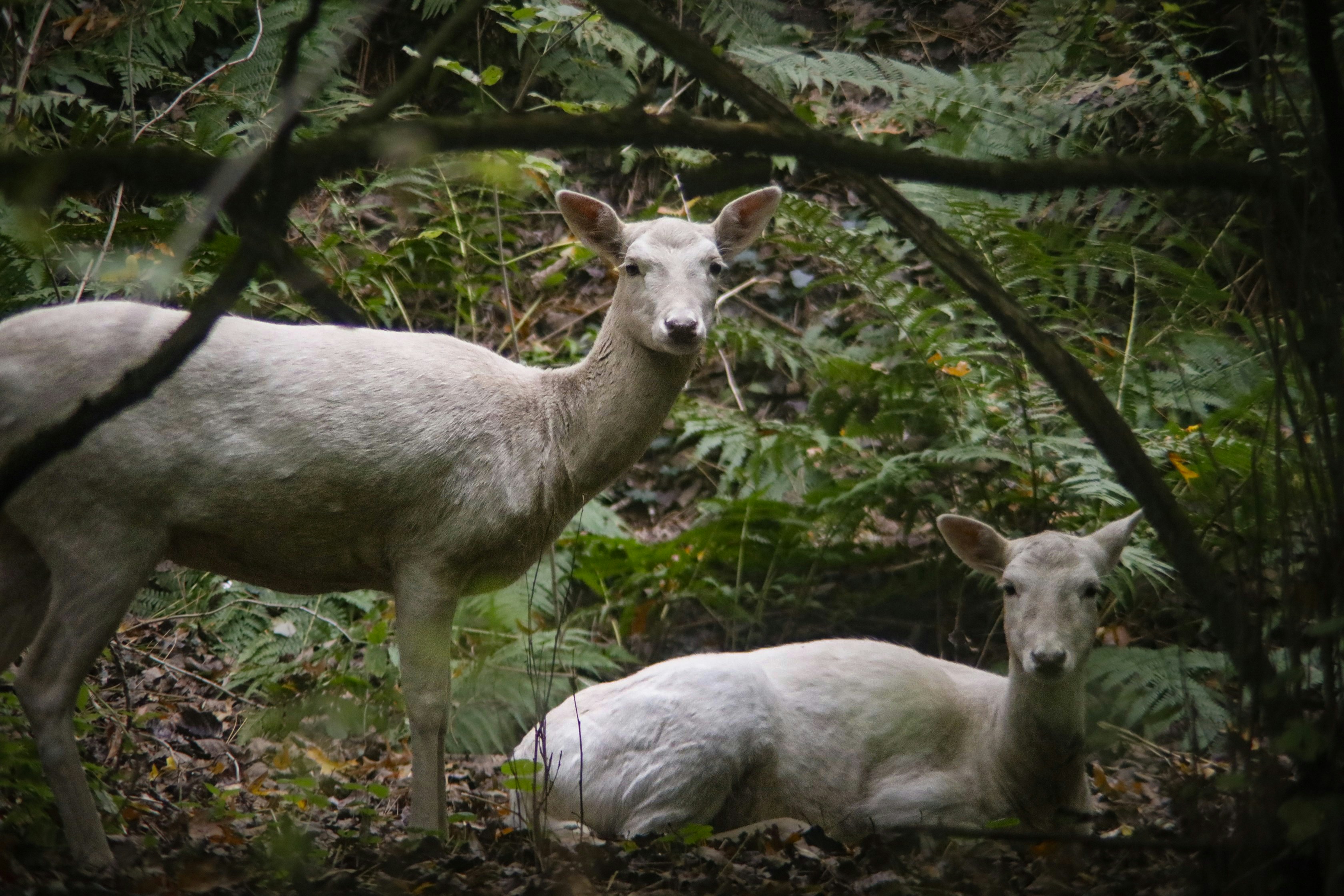 A couple of animals that are standing in the grass