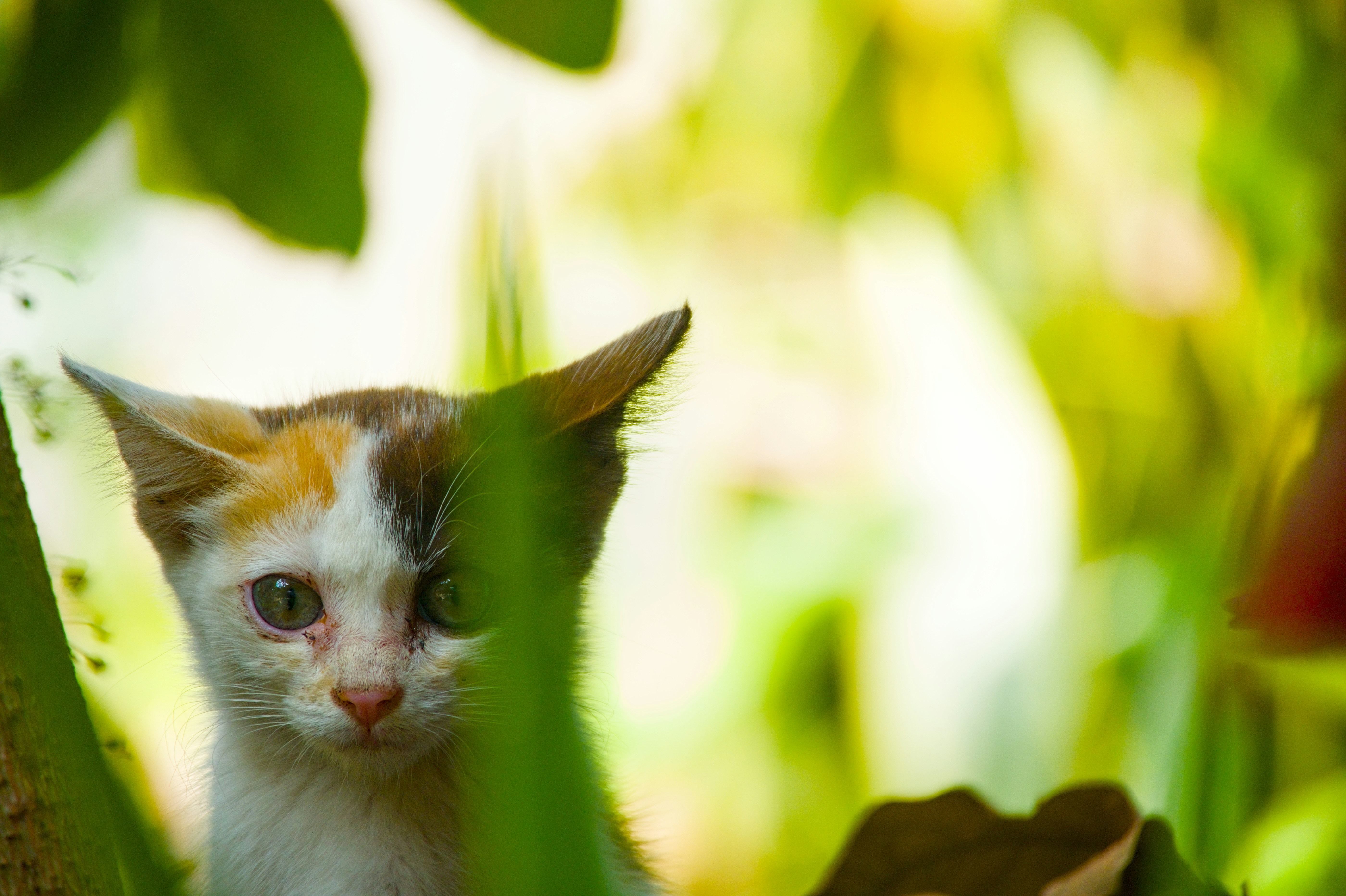 A cat sitting in a tree looking at the camera