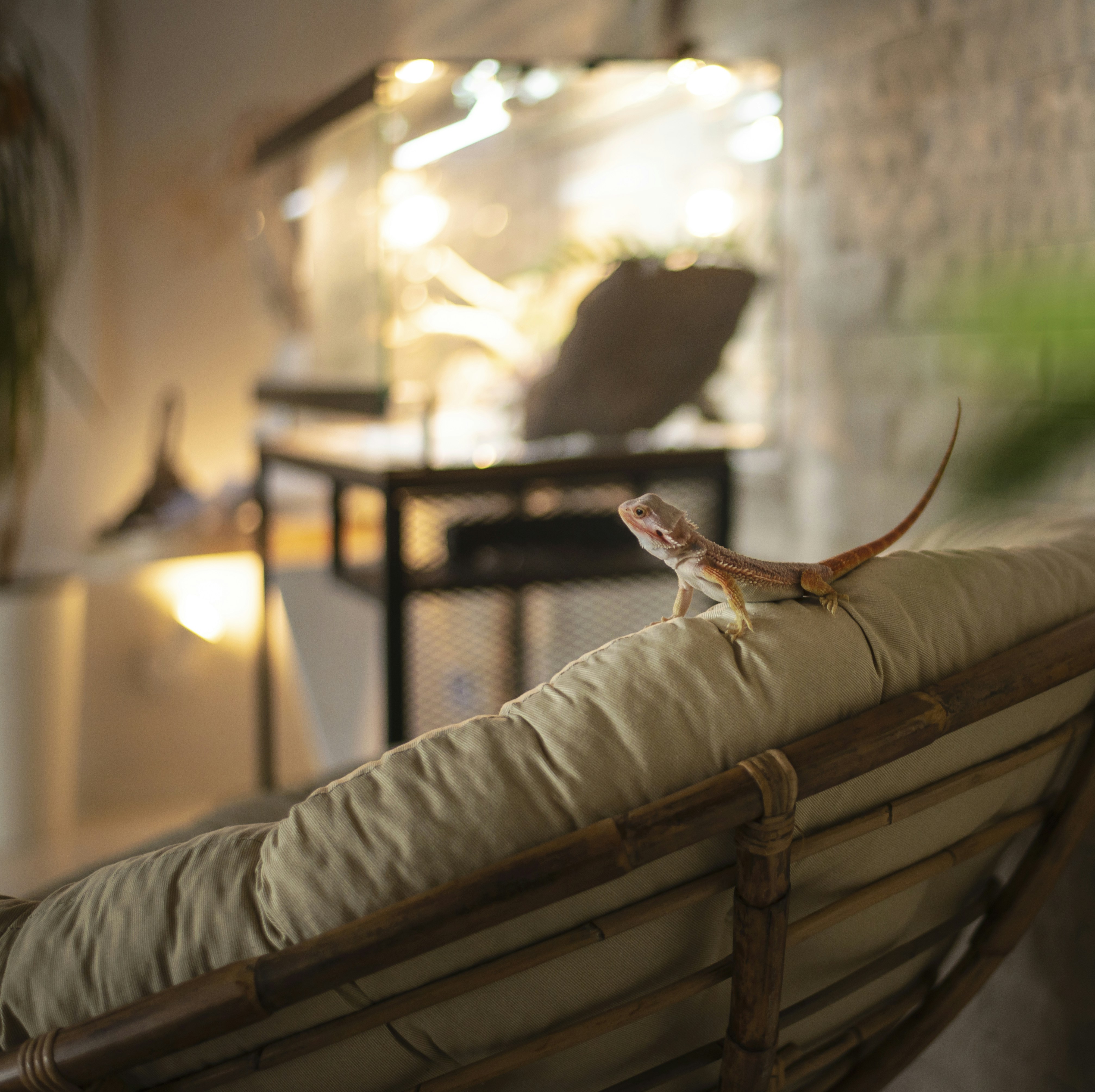 A lizard sitting on top of a couch in a living room