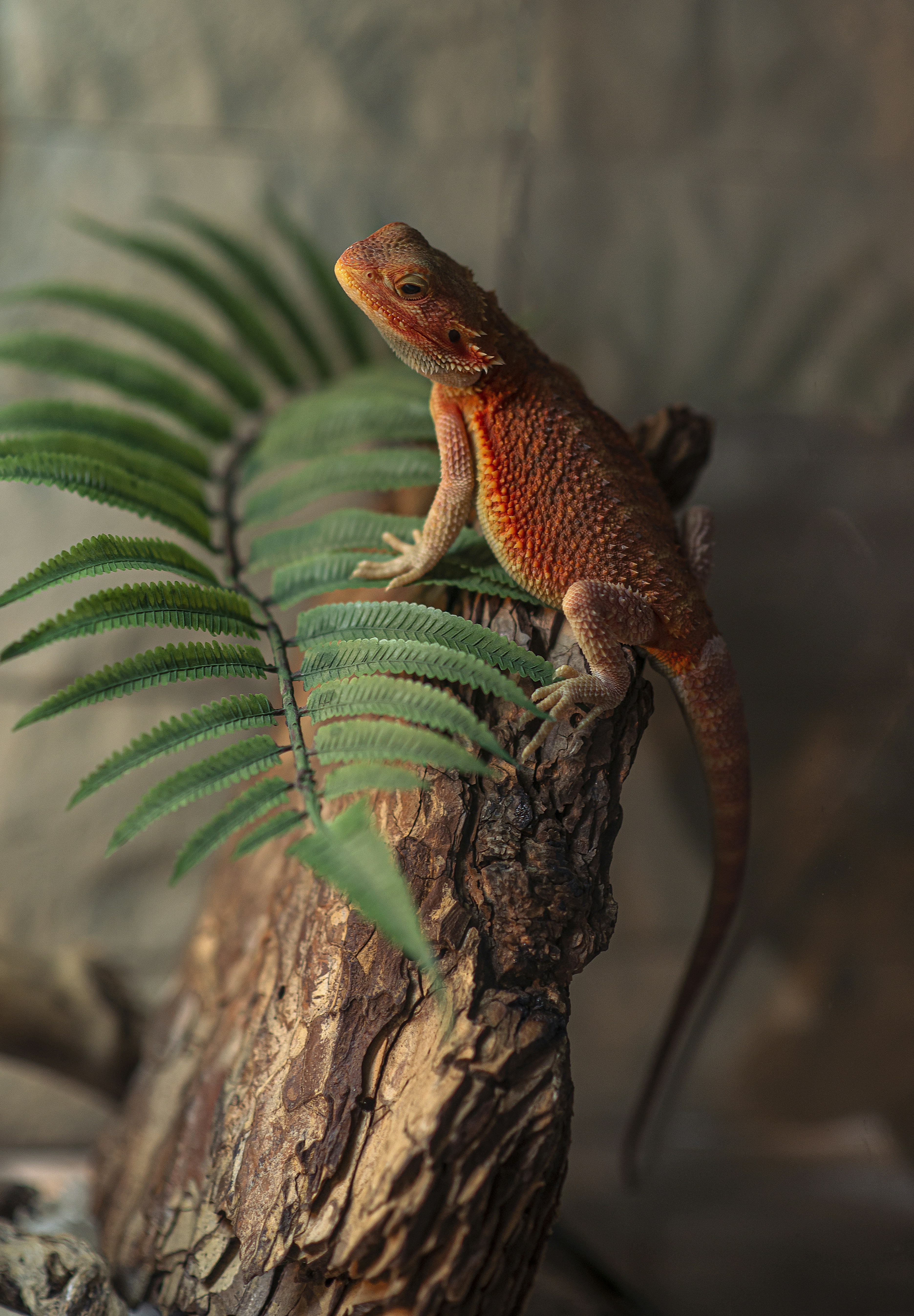 A lizard sitting on top of a tree branch