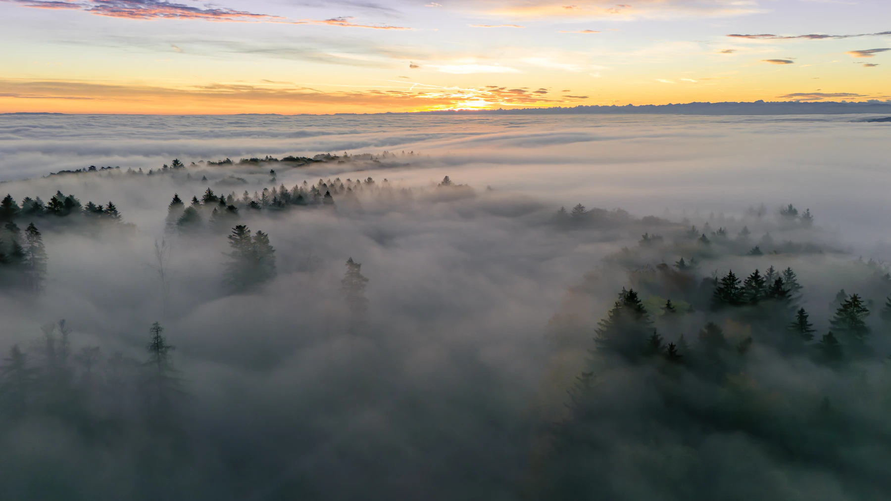 Aerial view of a forest canopy under sunrise fog
