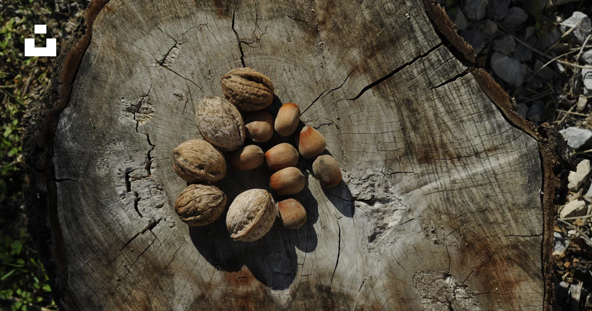 Tree Nobs A tree stump with nuts on top of it photo – Free Wood Image on Unsplash