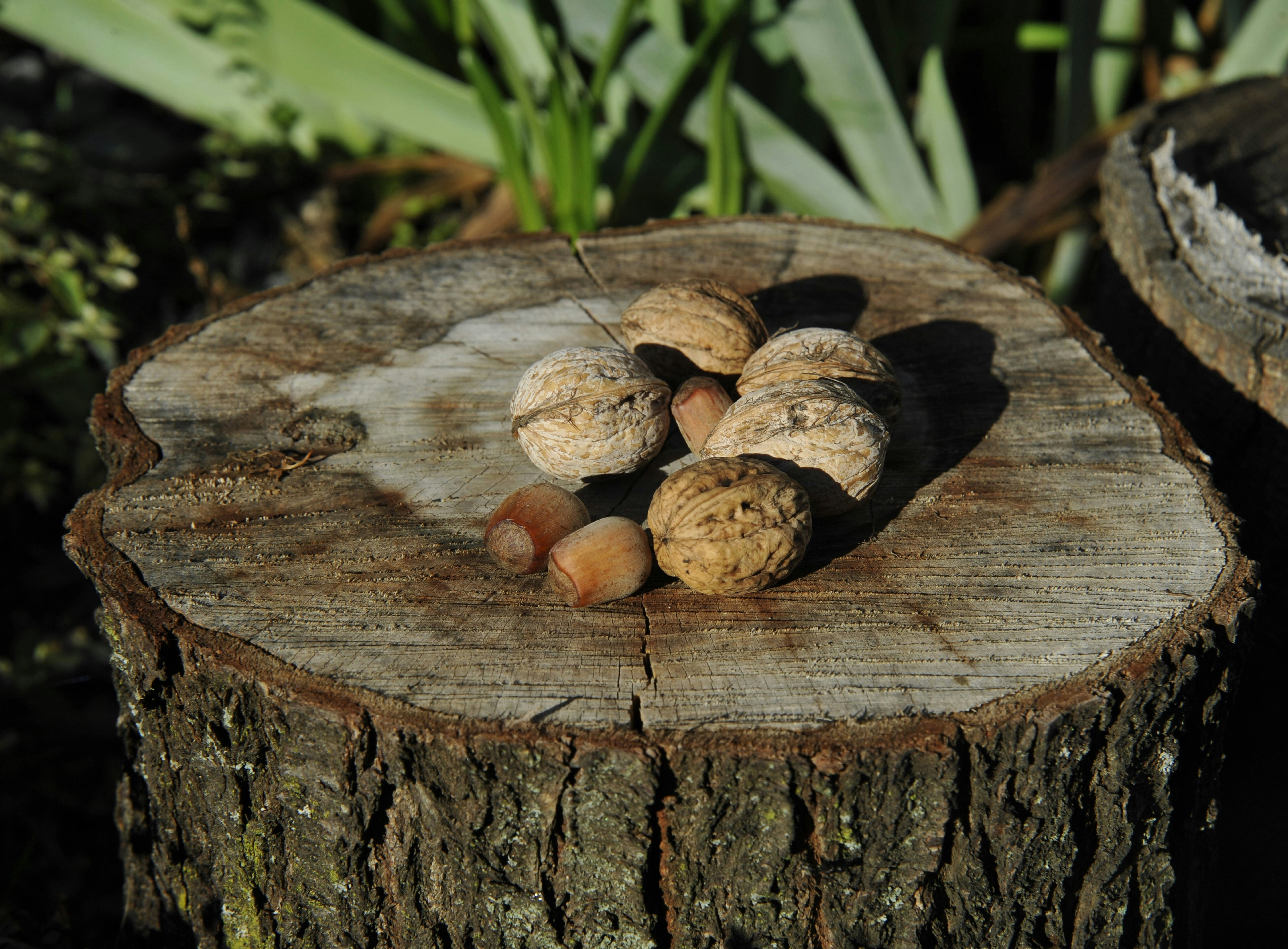 Healthy Nutrition Choices