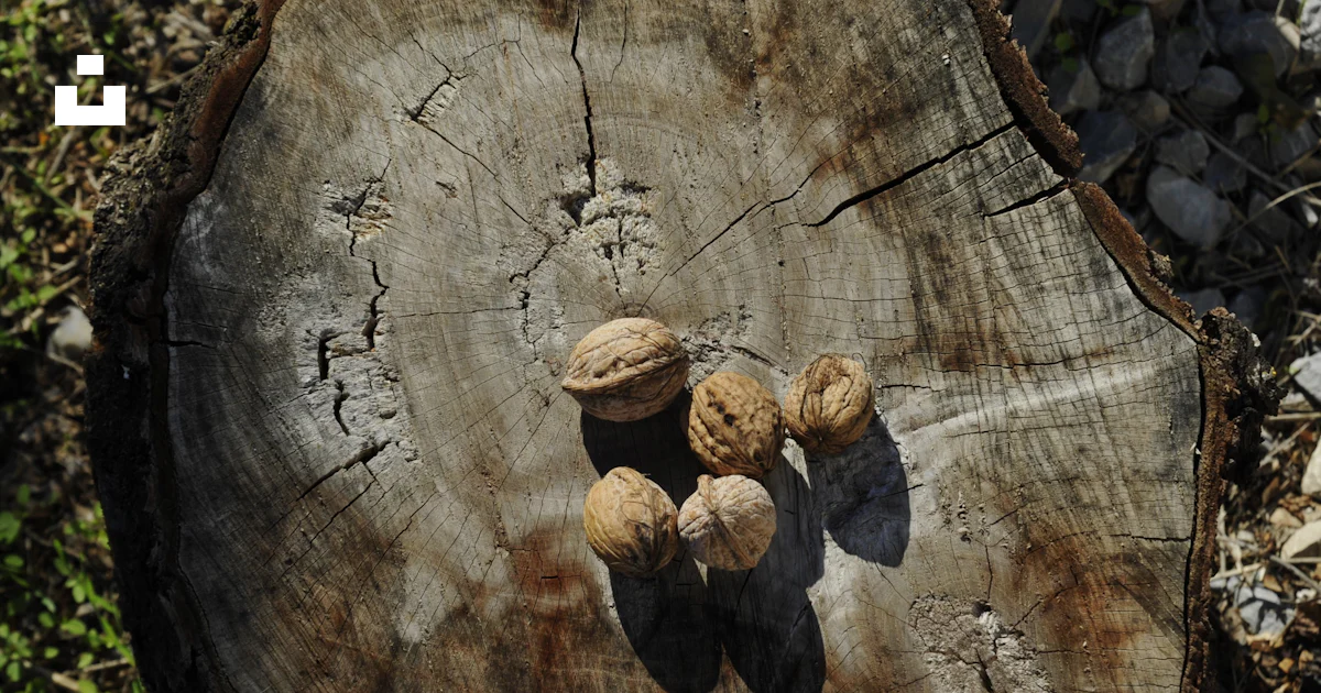 Tree Nobs A tree stump with some nuts on top of it photo – Free Wood Image on ...