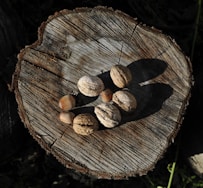 A piece of wood with nuts on it
