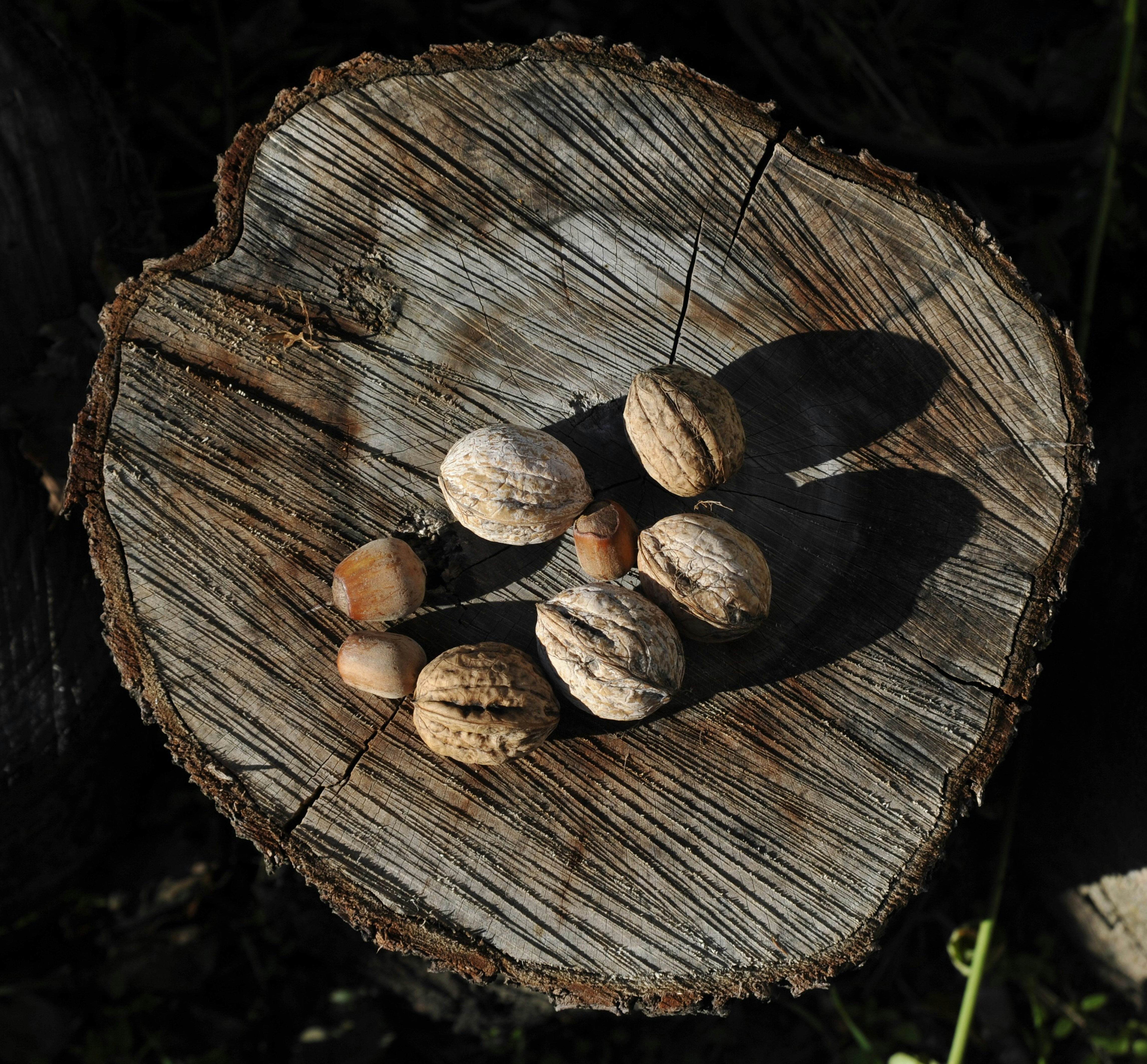 Pure Plant-Based Nutritional Supplements