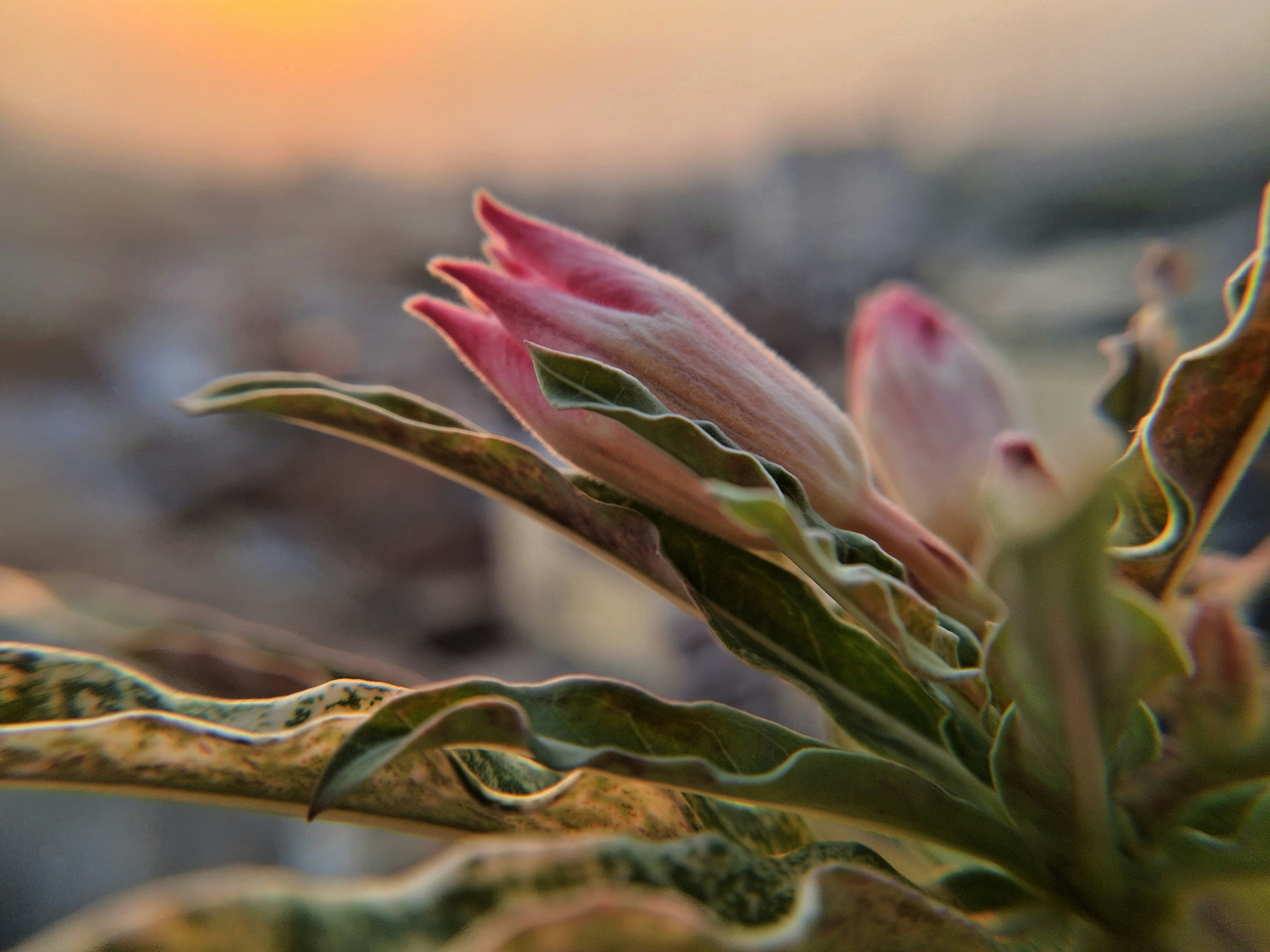 A close up of a plant with a sunset in the background