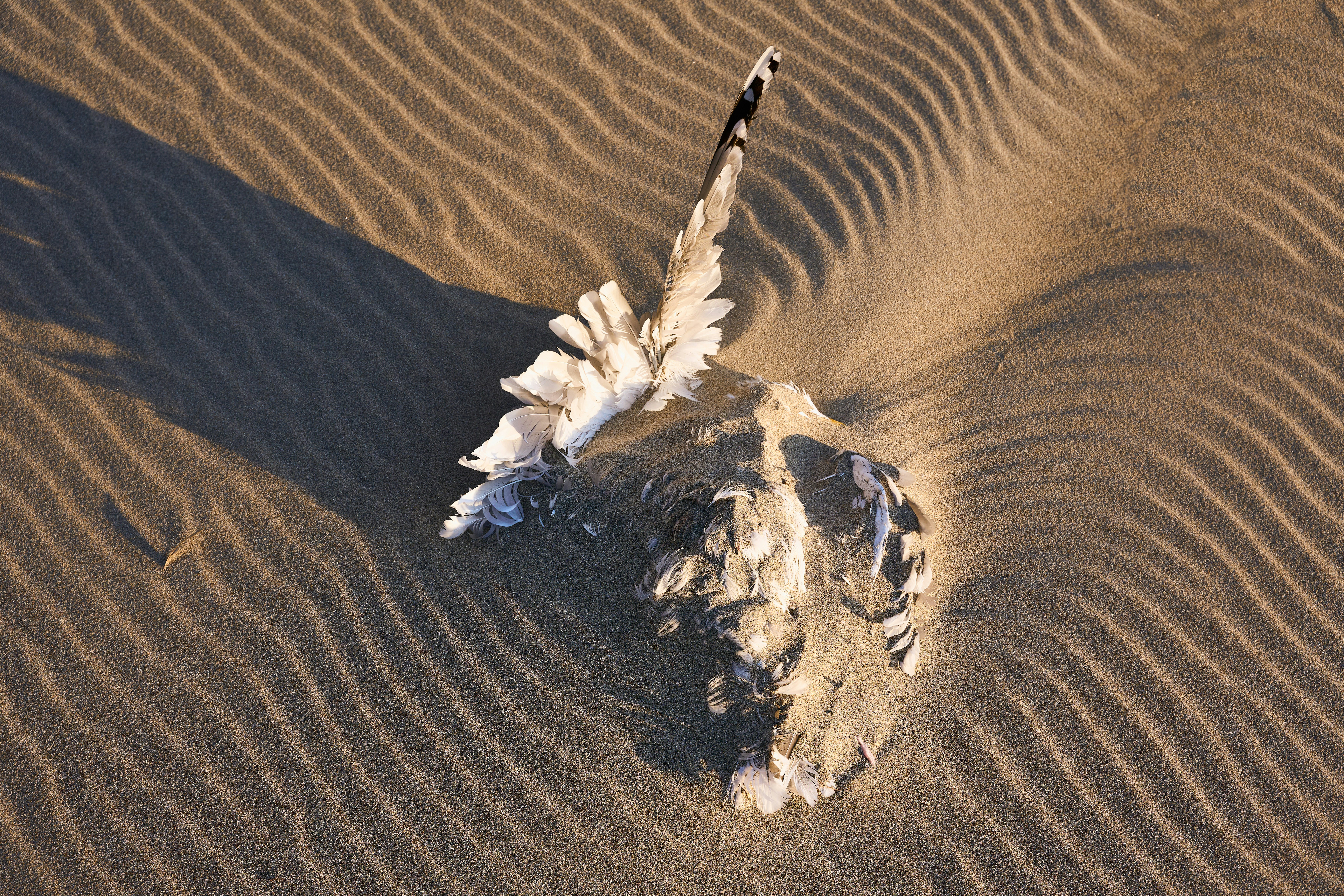 A dead bird in the middle of a desert