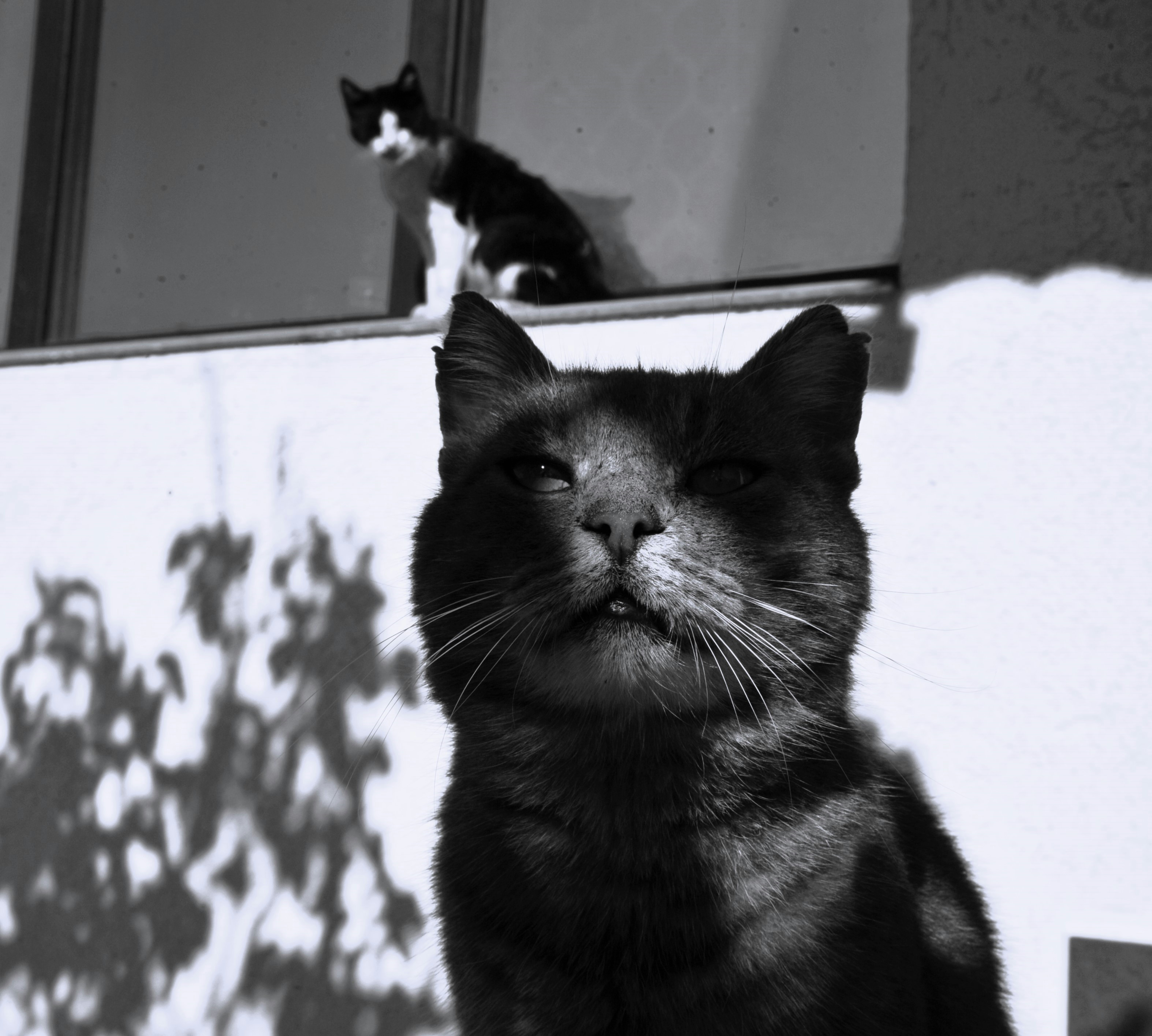 A black and white photo of a cat and a window