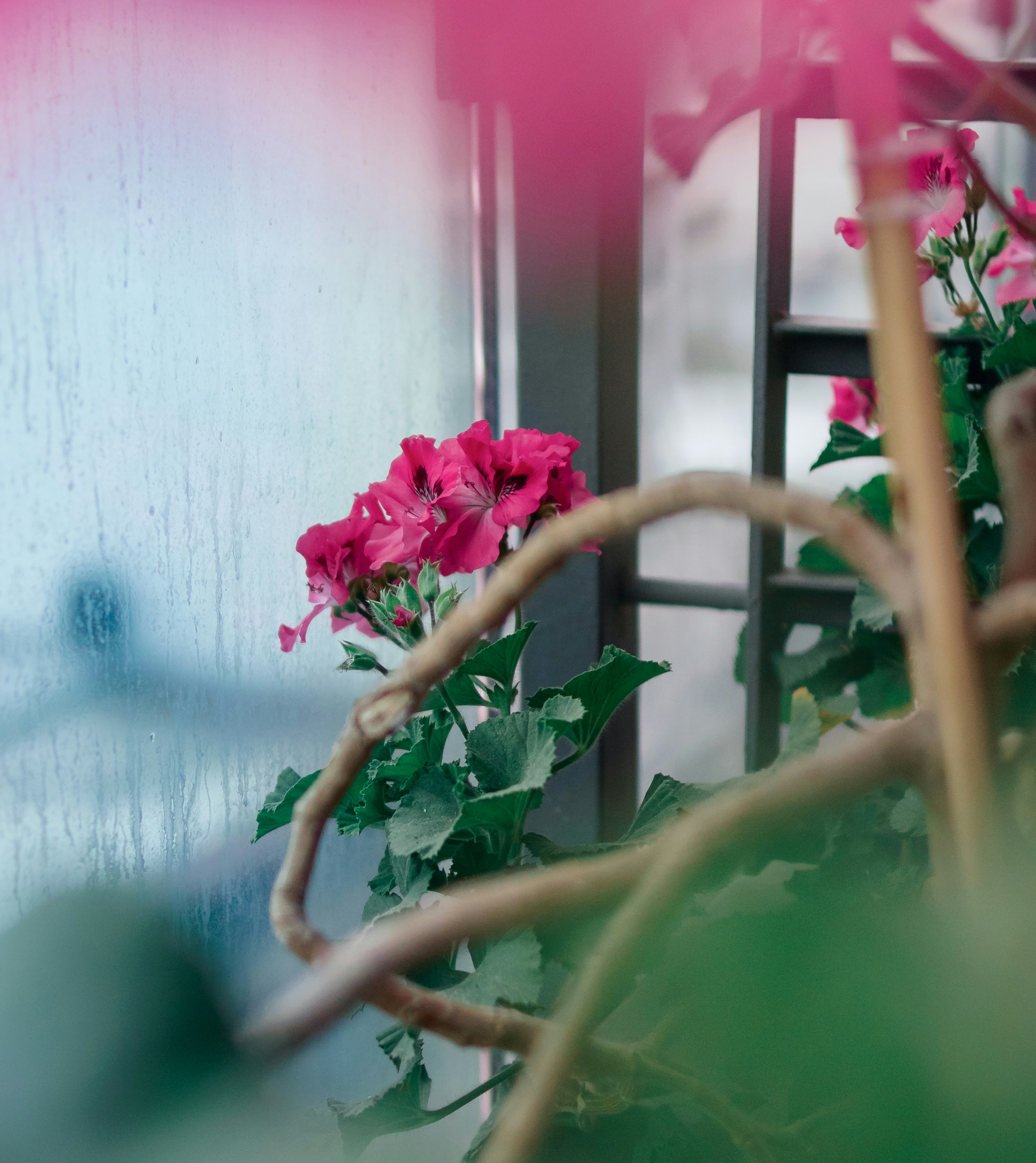 A pink flower in a pot on a window sill