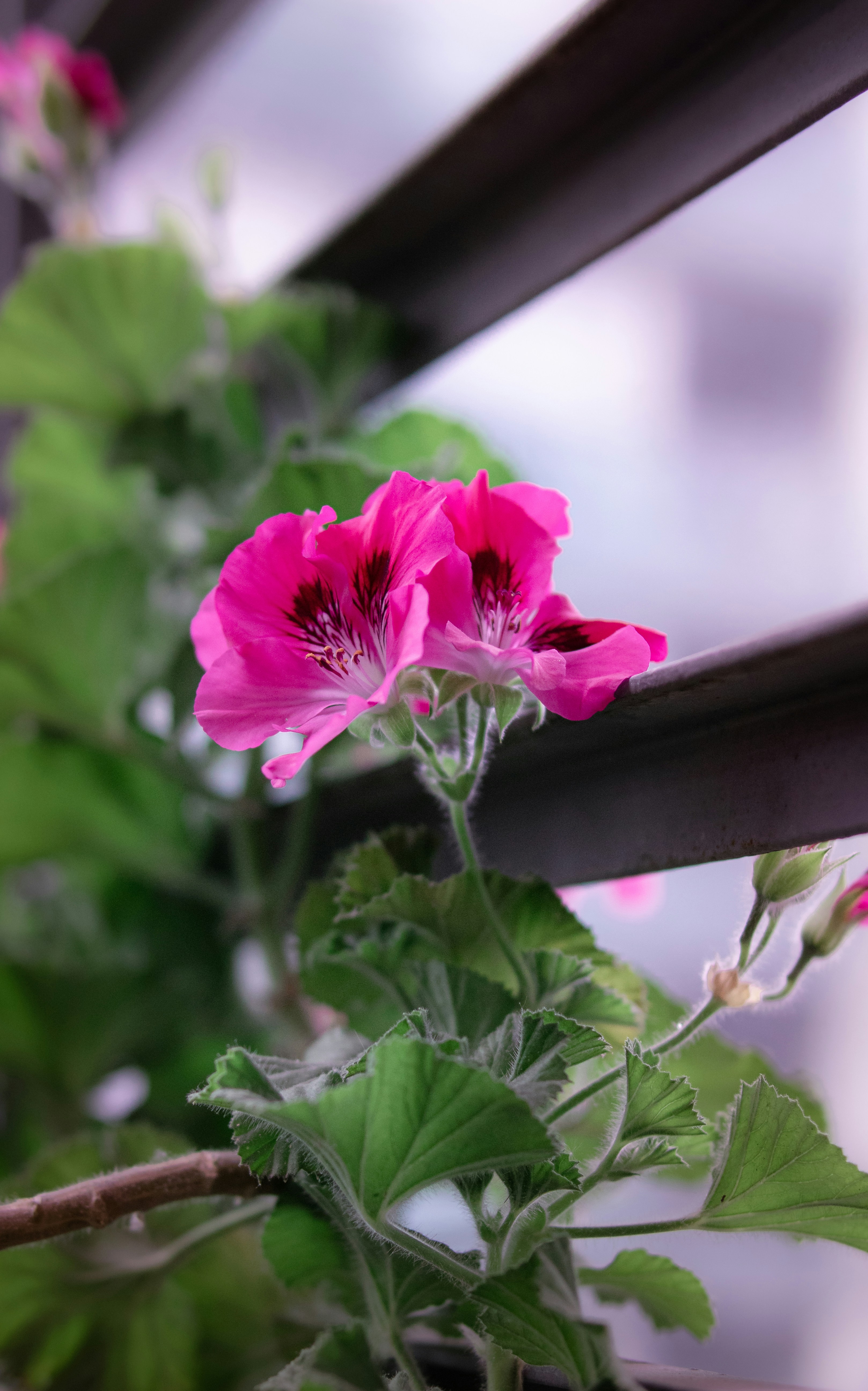 A pink flower sitting on top of a window sill