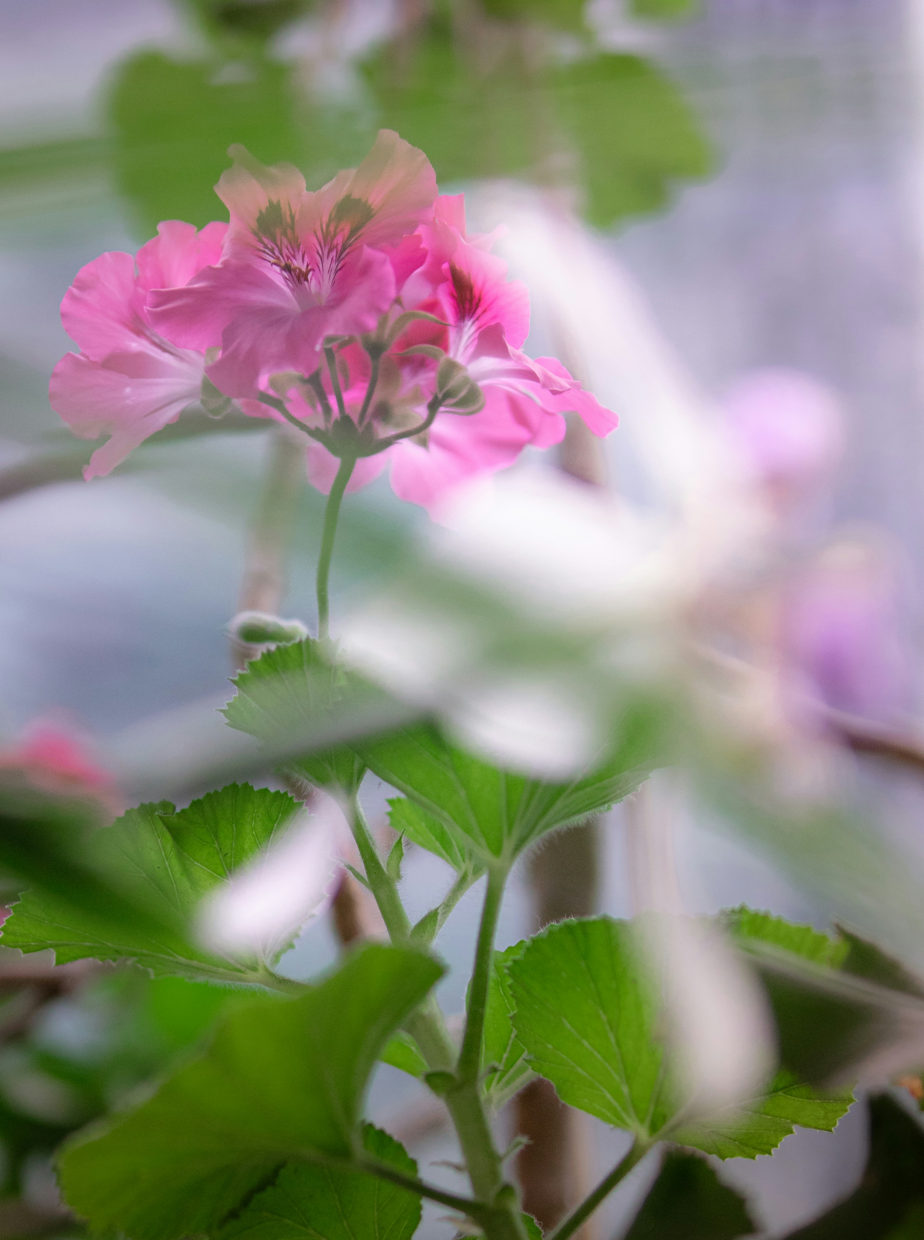 A close up of a pink flower with green leaves