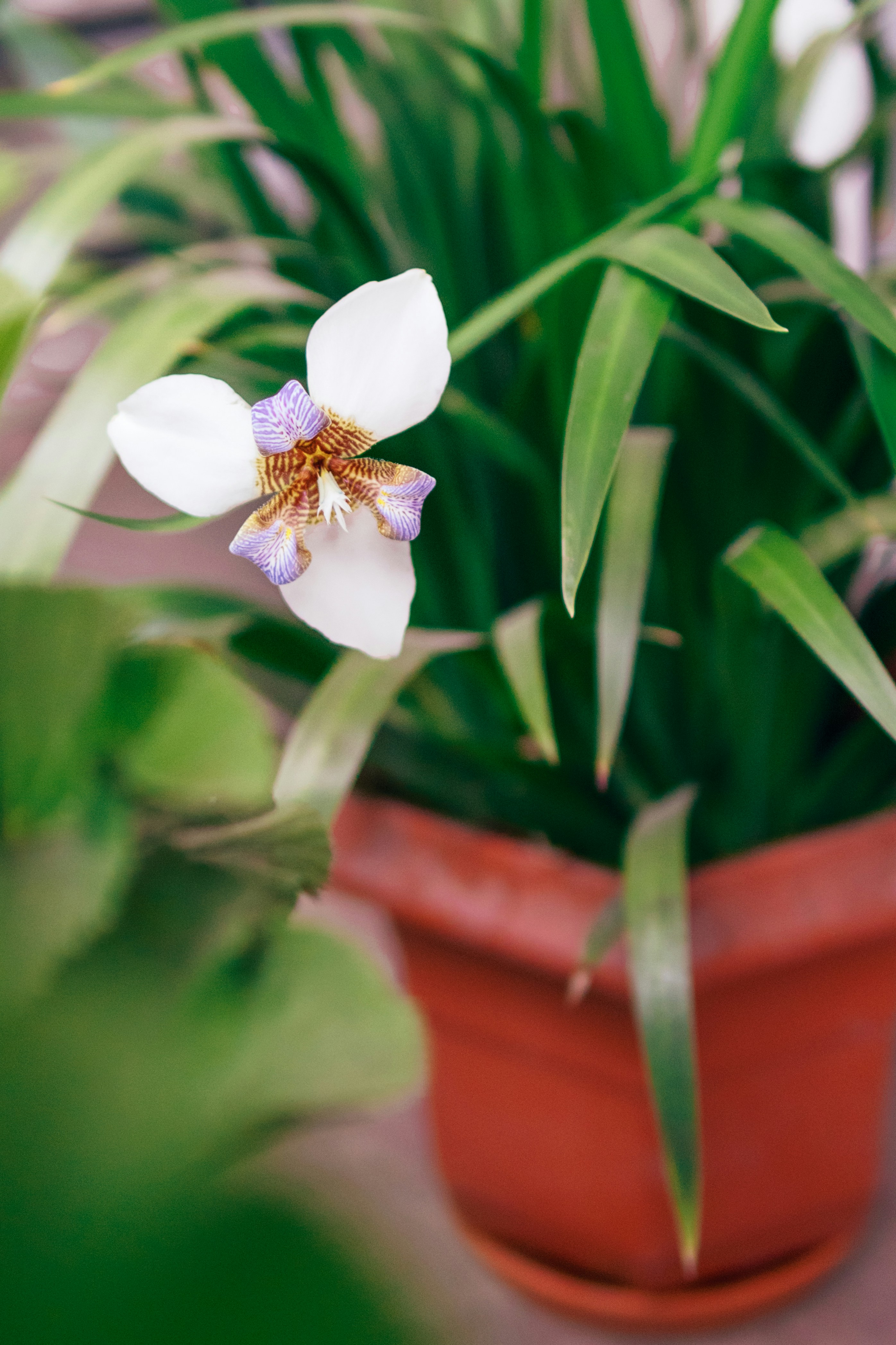 A small white flower in a red pot