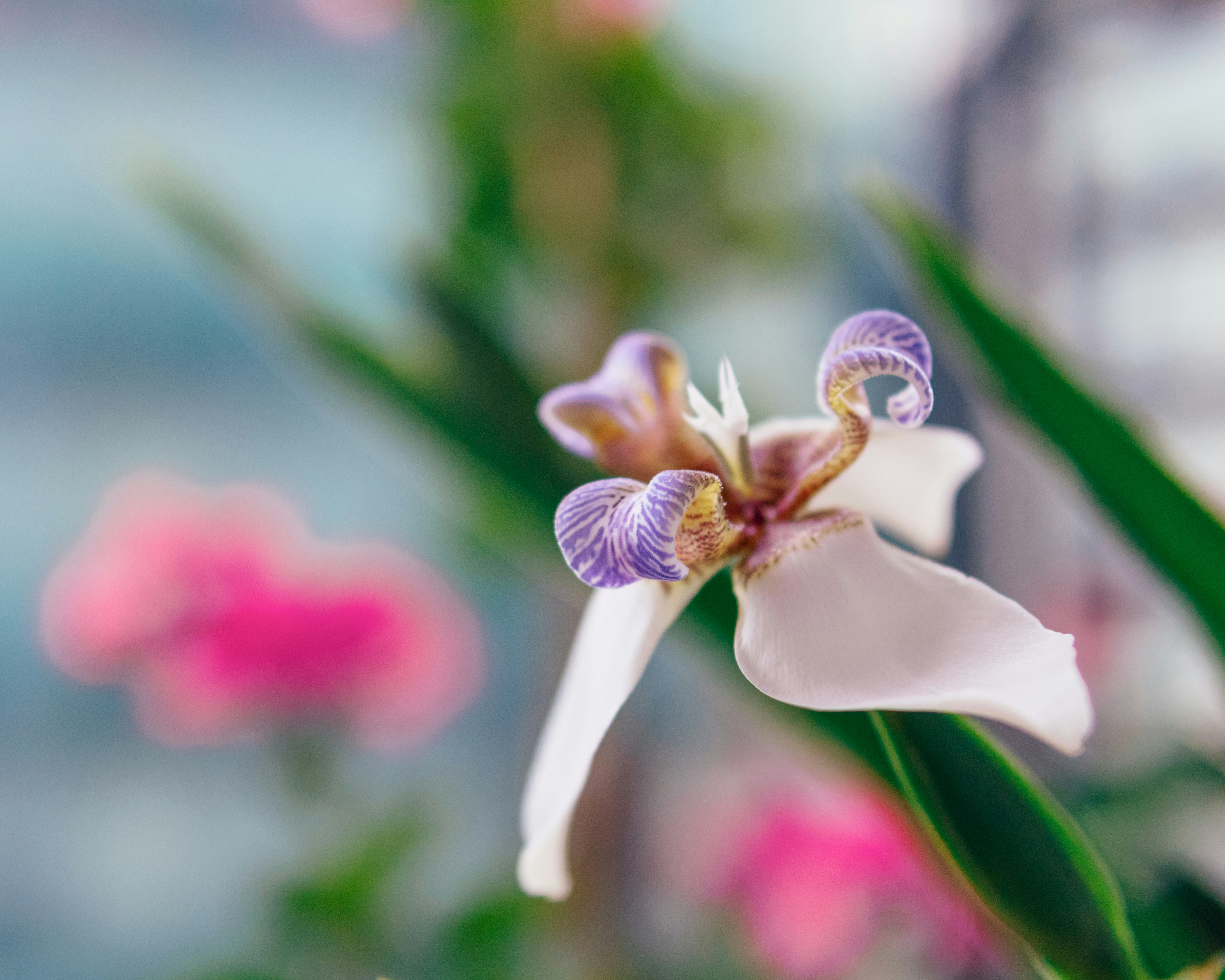 A close up of a white and purple flower