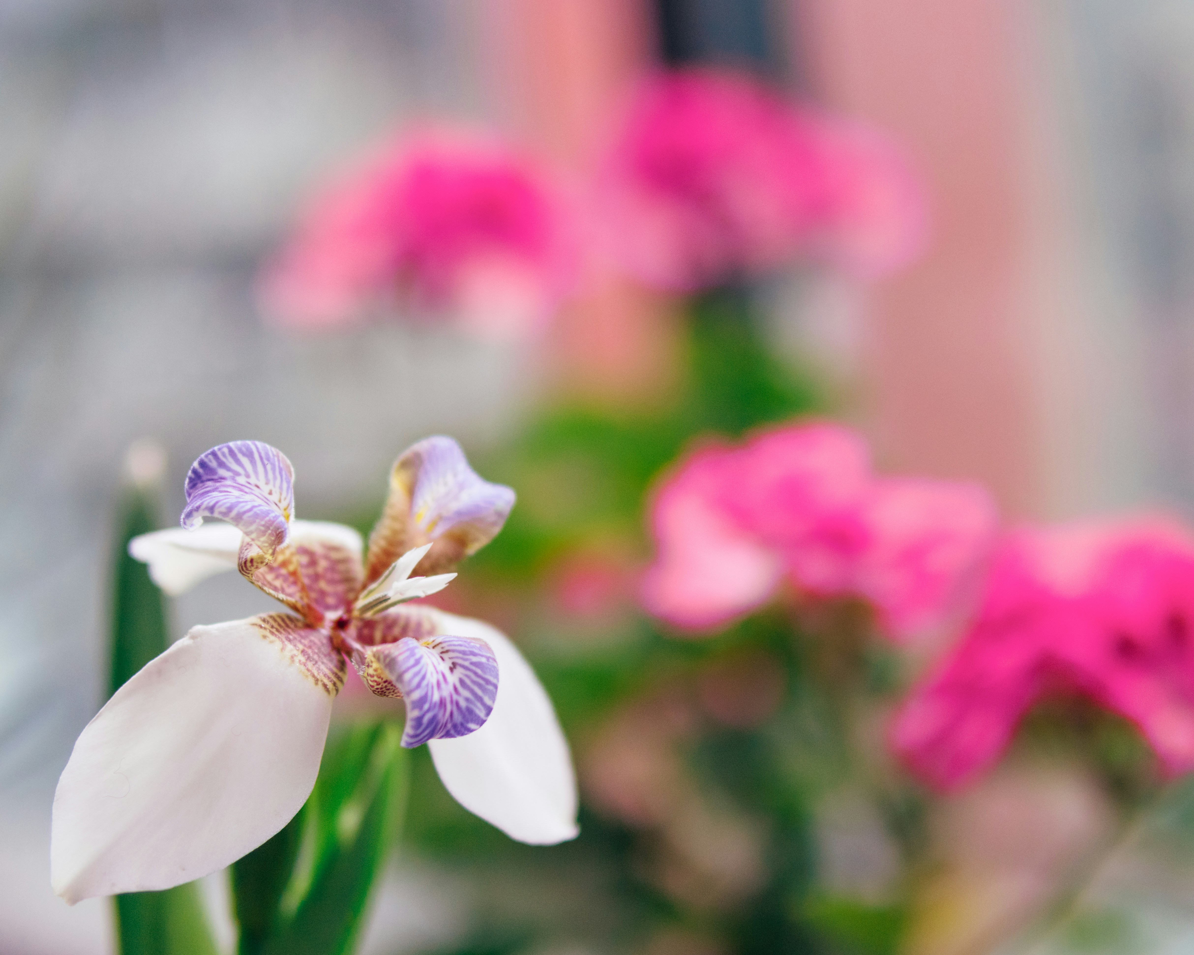 A vase filled with purple and white flowers