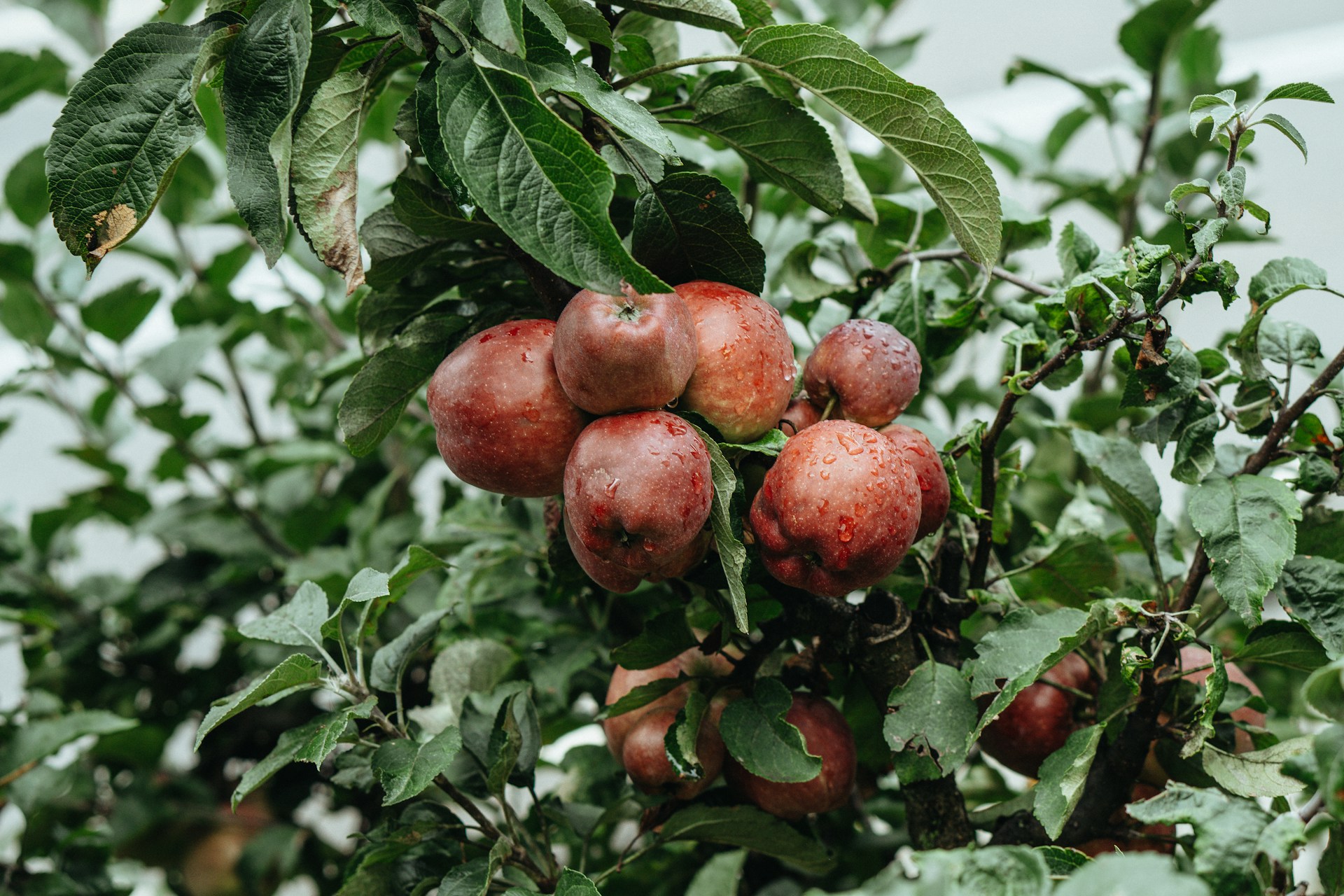 A bunch of apples hanging from a tree