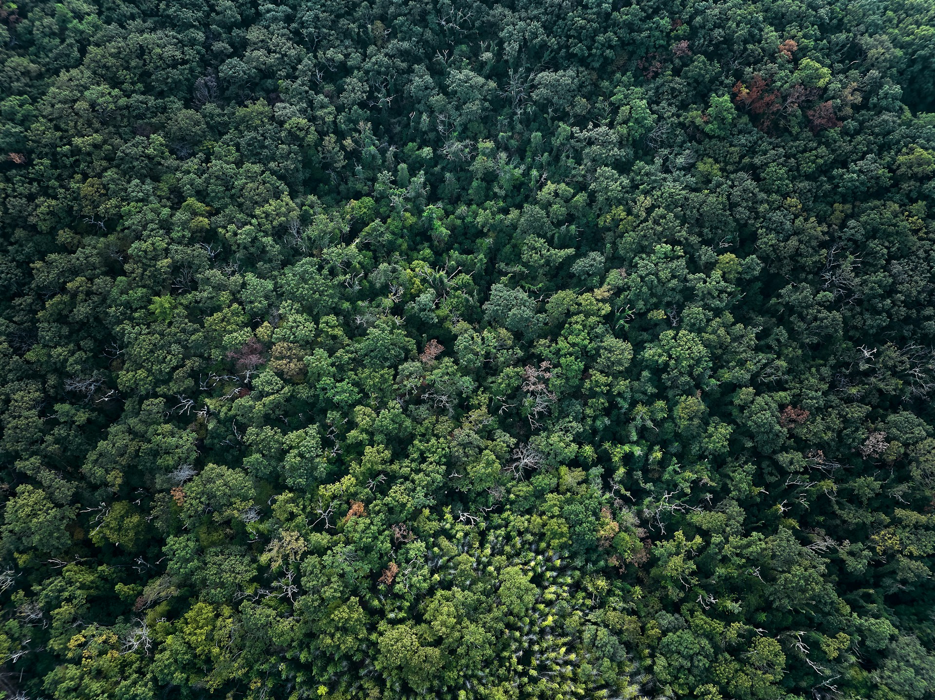 An aerial view of a forest with lots of trees