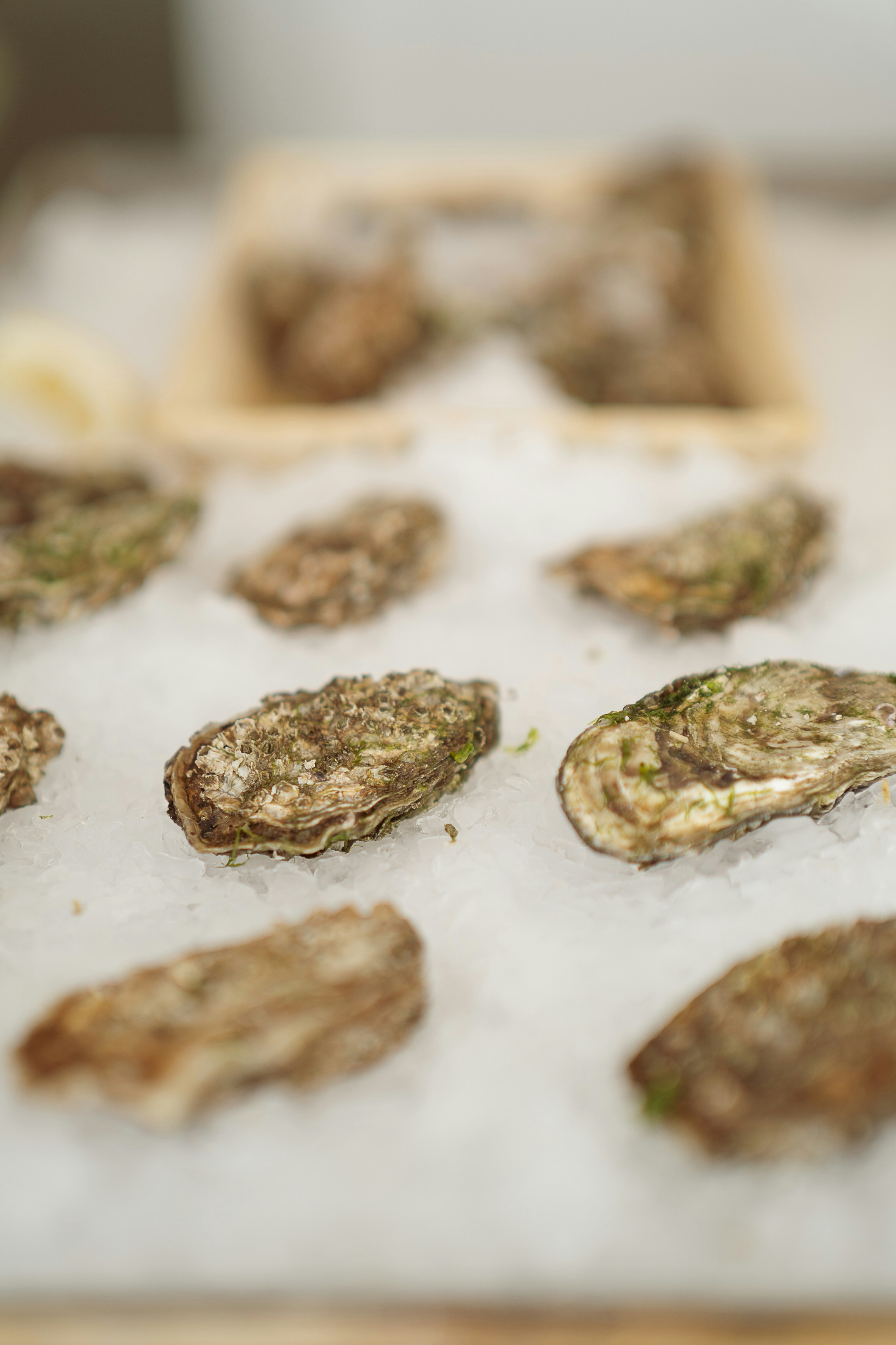 A close up of a tray of oysters on ice