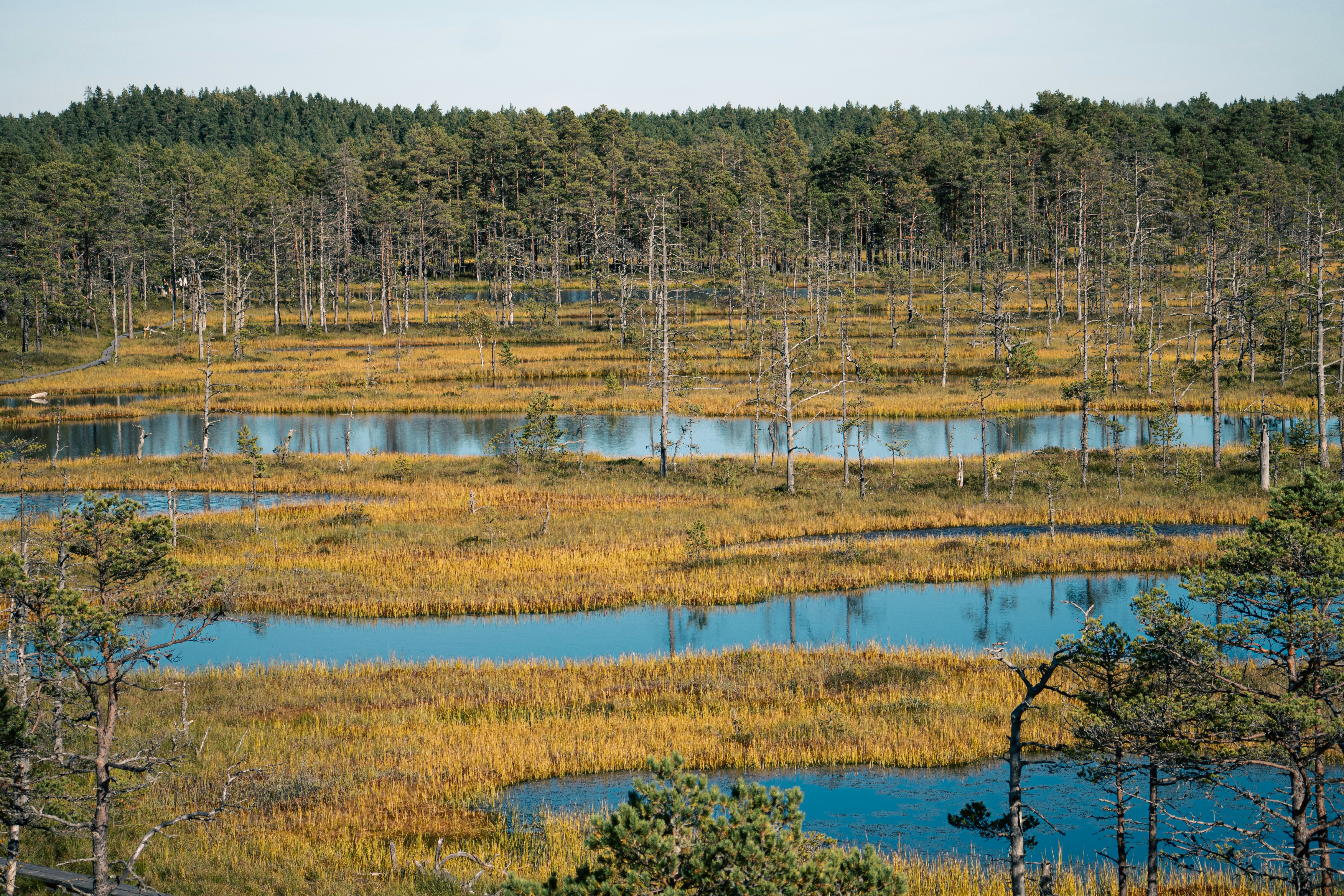 A swamp filled with lots of water surrounded by trees