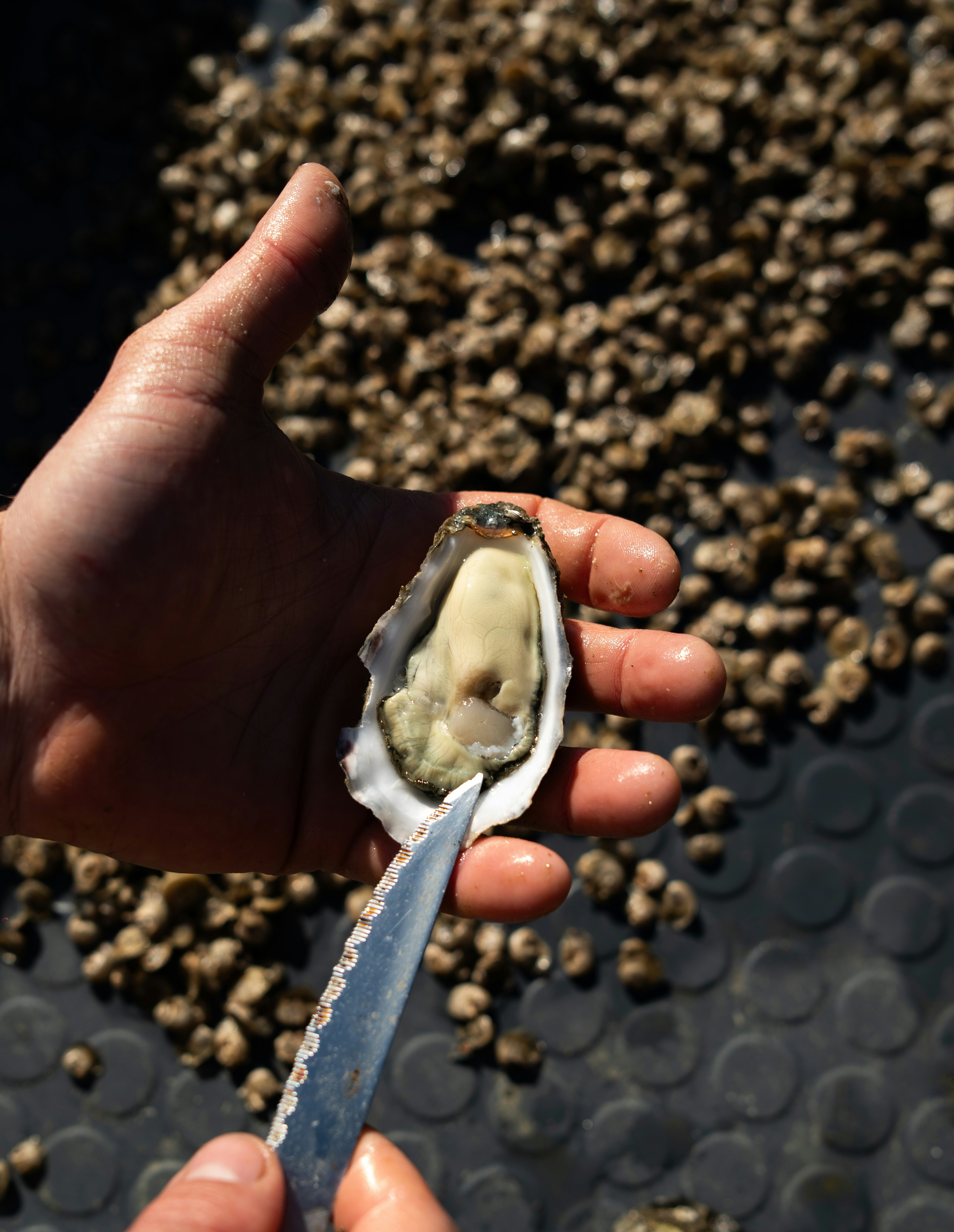 A person holding a knife in front of a bunch of oysters