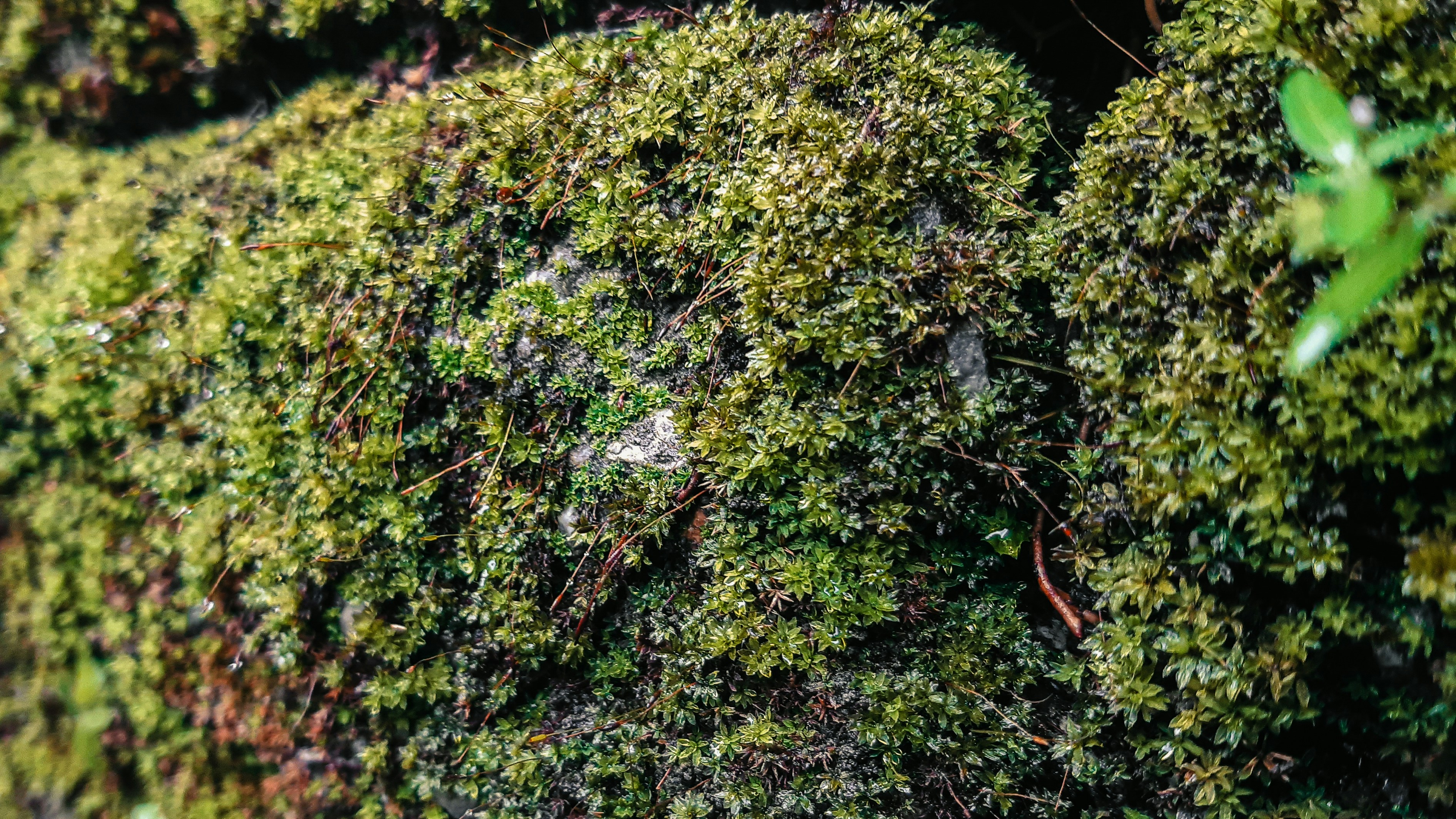 Photo by wolfspaniard