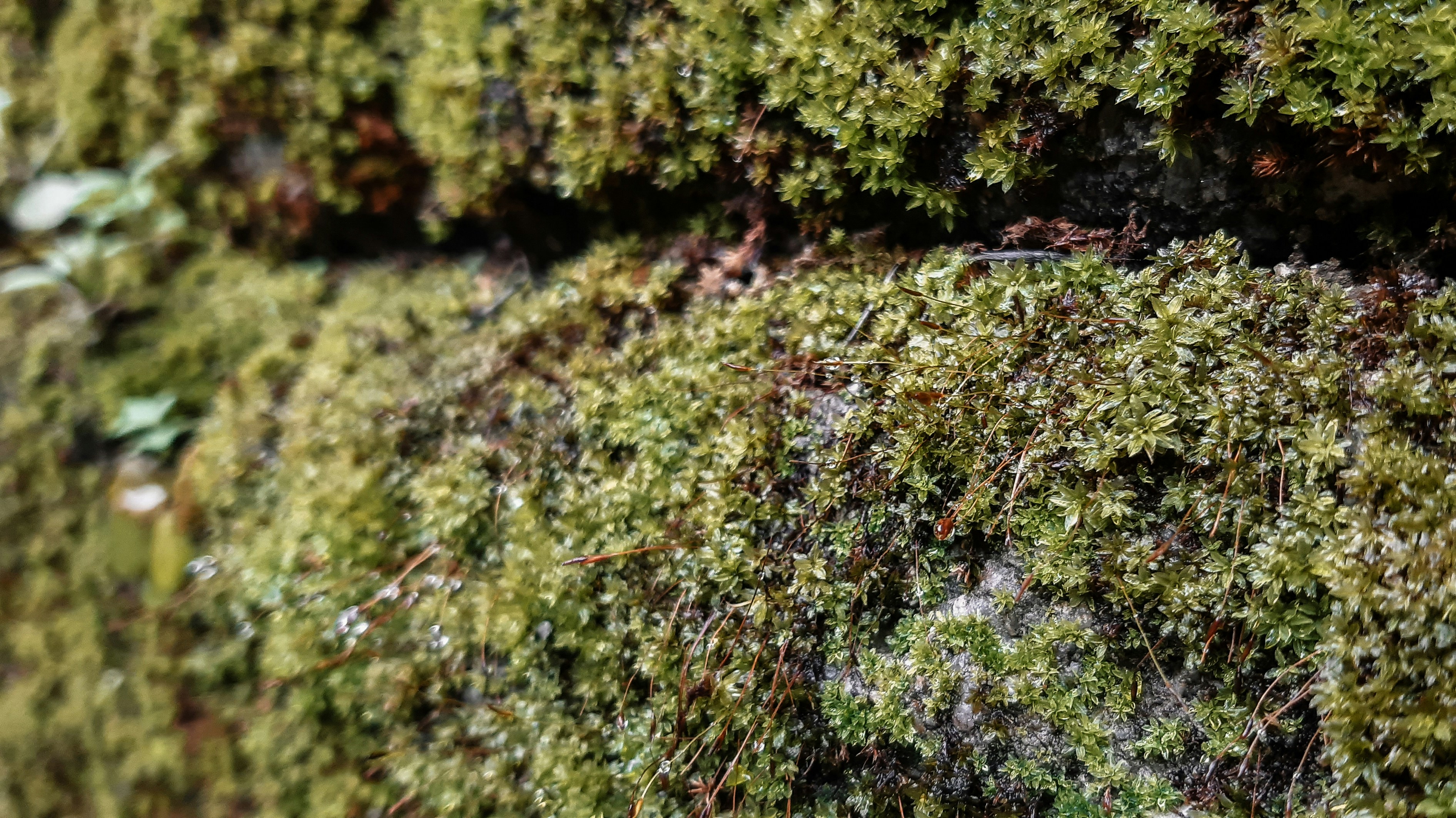 Photo by wolfspaniard