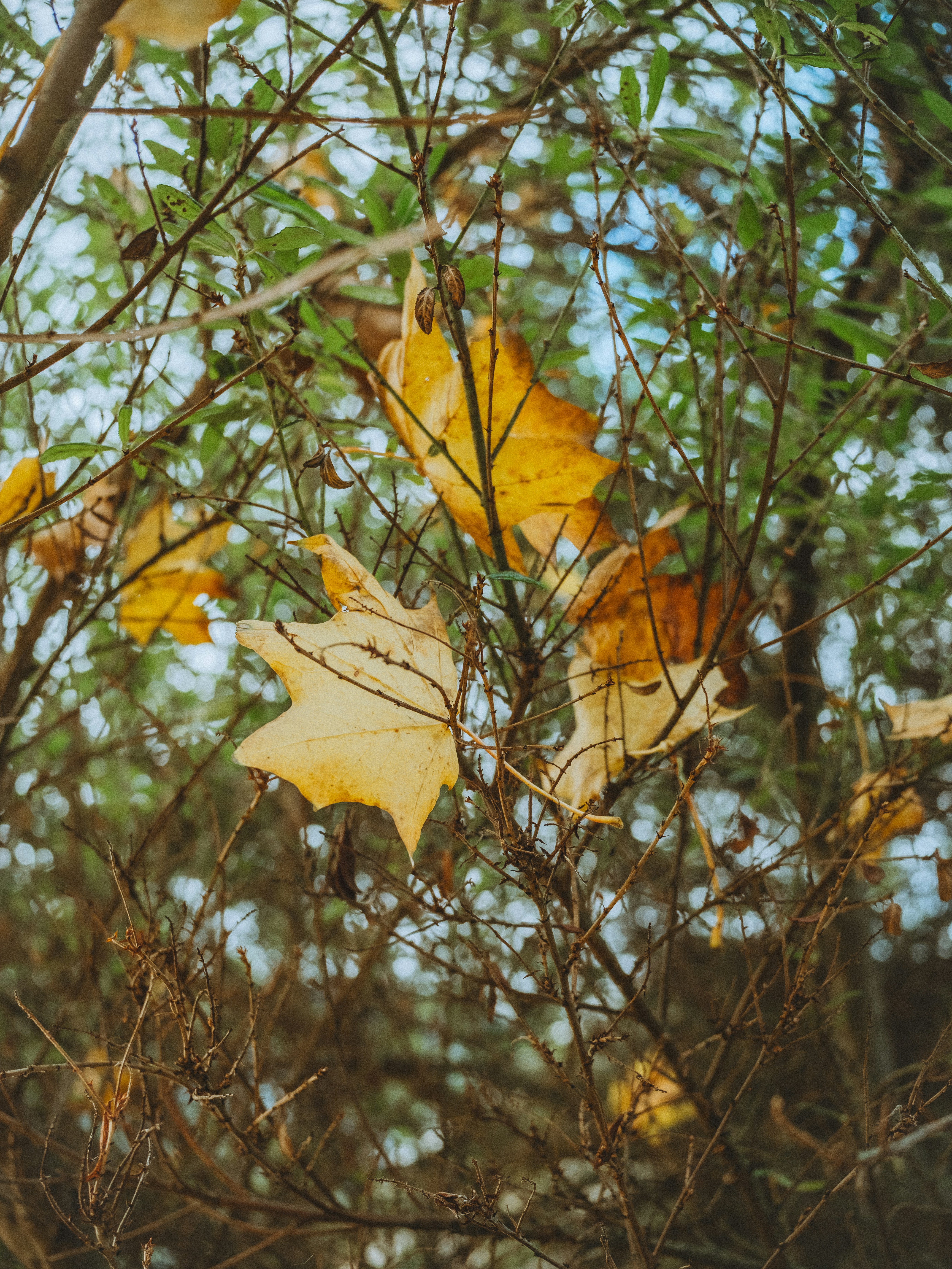 A bunch of leaves that are on a tree