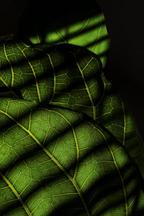 A close up of a large green leaf
