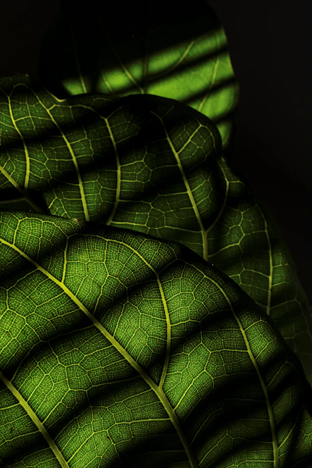 A close up of a large green leaf