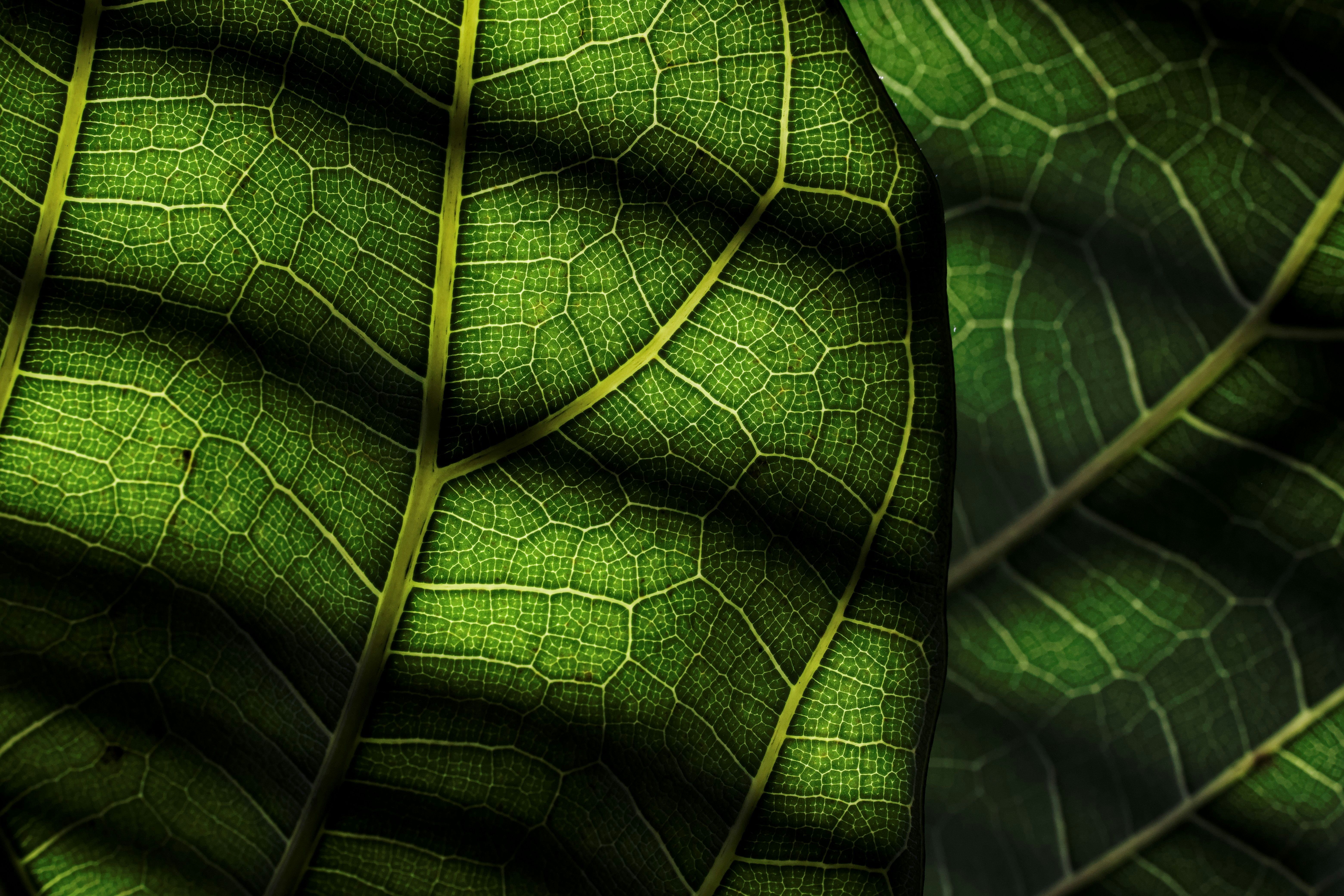 Photo by btcarpenter